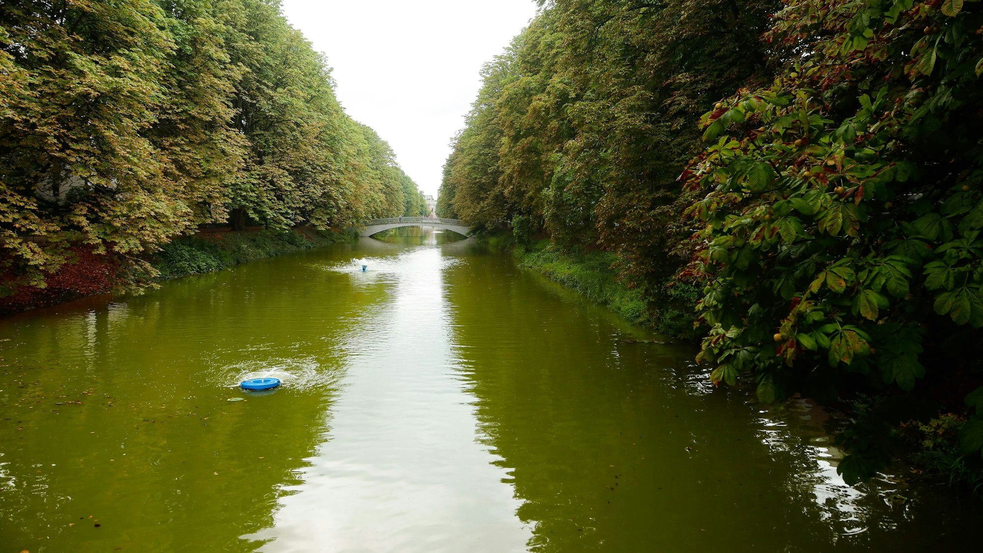 Blaualgen im Clarenbachkanal