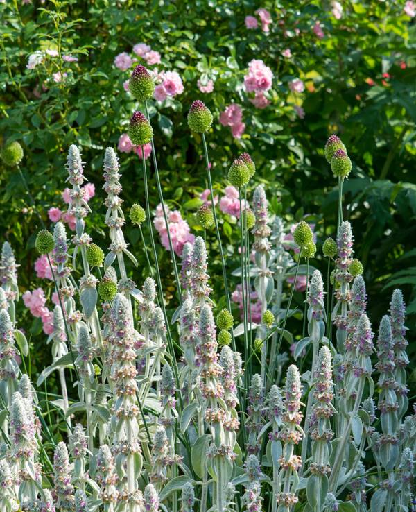 Von Insekten geliebt und für heiße Sommertage geeignet: der Wollziest, hier mit Allium und Rosen
