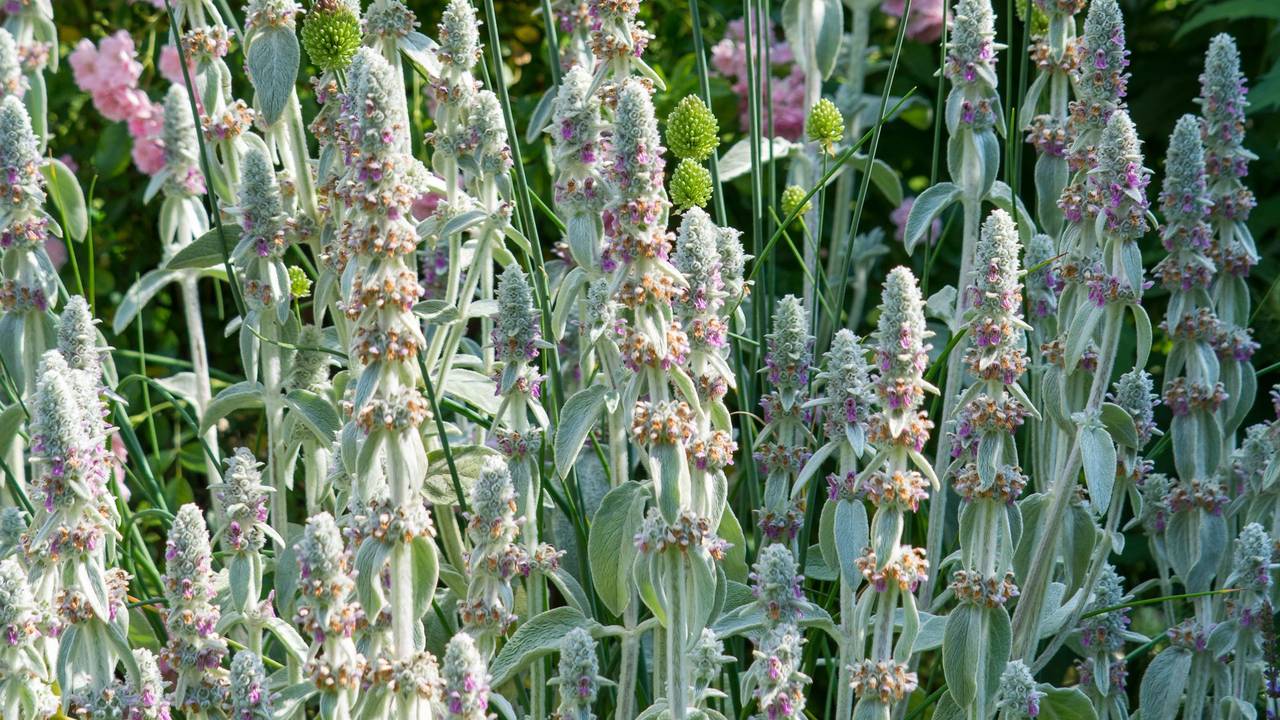 Von Insekten geliebt und für heiße Sommertage geeignet: der Wollziest, hier mit Allium und Rosen