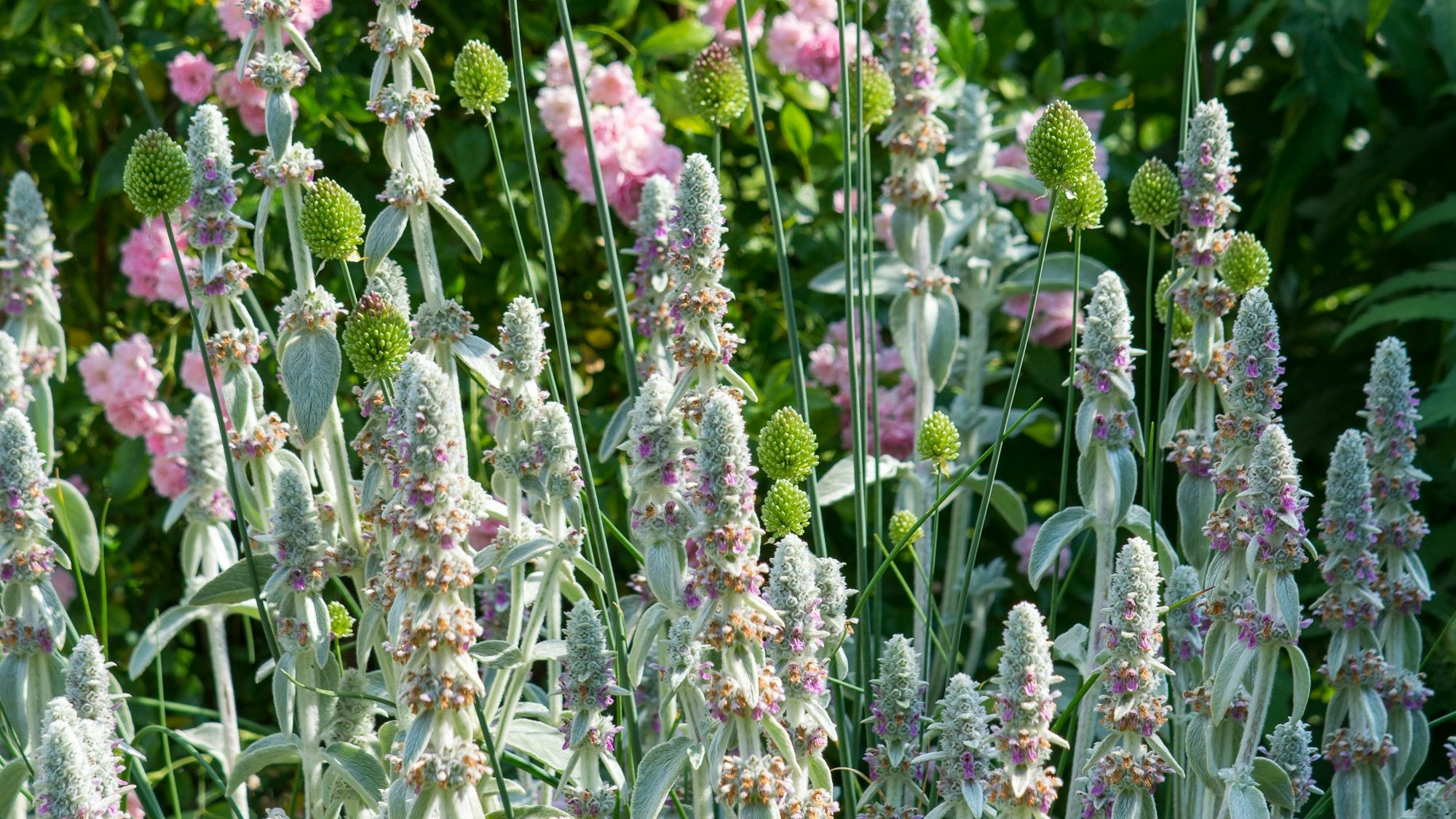 Von Insekten geliebt und für heiße Sommertage geeignet: der Wollziest, hier mit Allium und Rosen