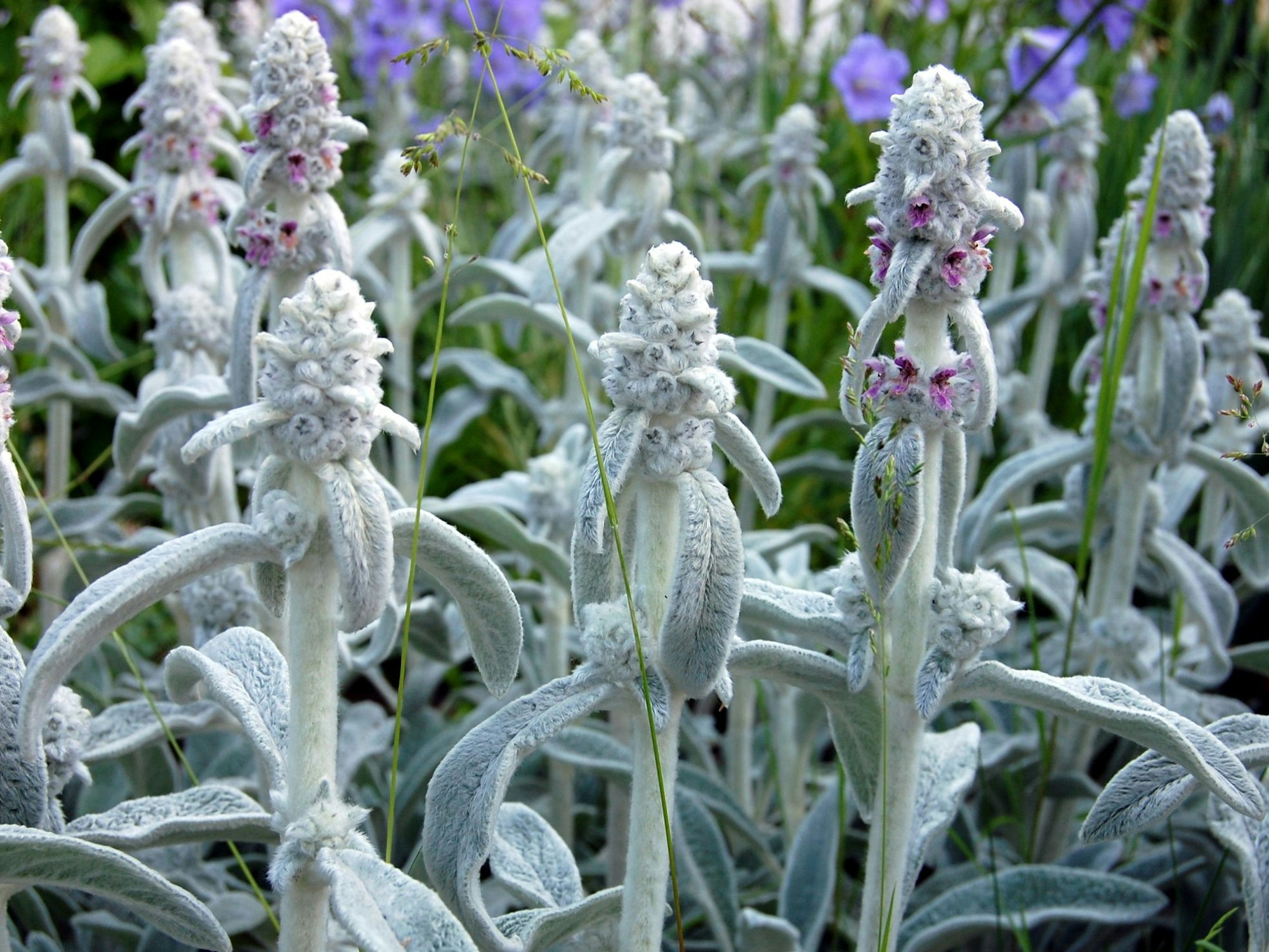 Der Wollziest (Stachys byzantina) ist eines der bekanntesten Beispiele für graue Pflanzen in unseren Gärten.