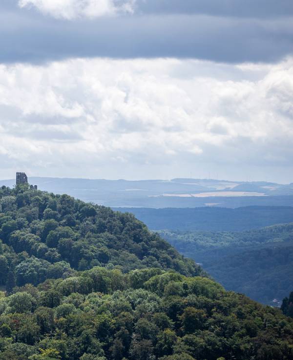 Blick auf den Wald des Siebengebirges mit der Drachenfelsruine.