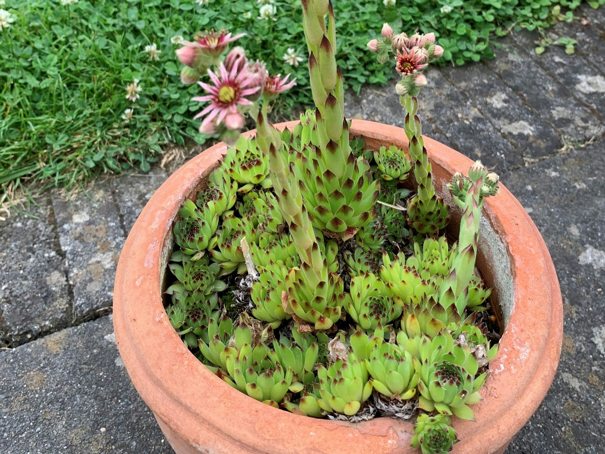 Blühender Hauswurz (Sempervivum)