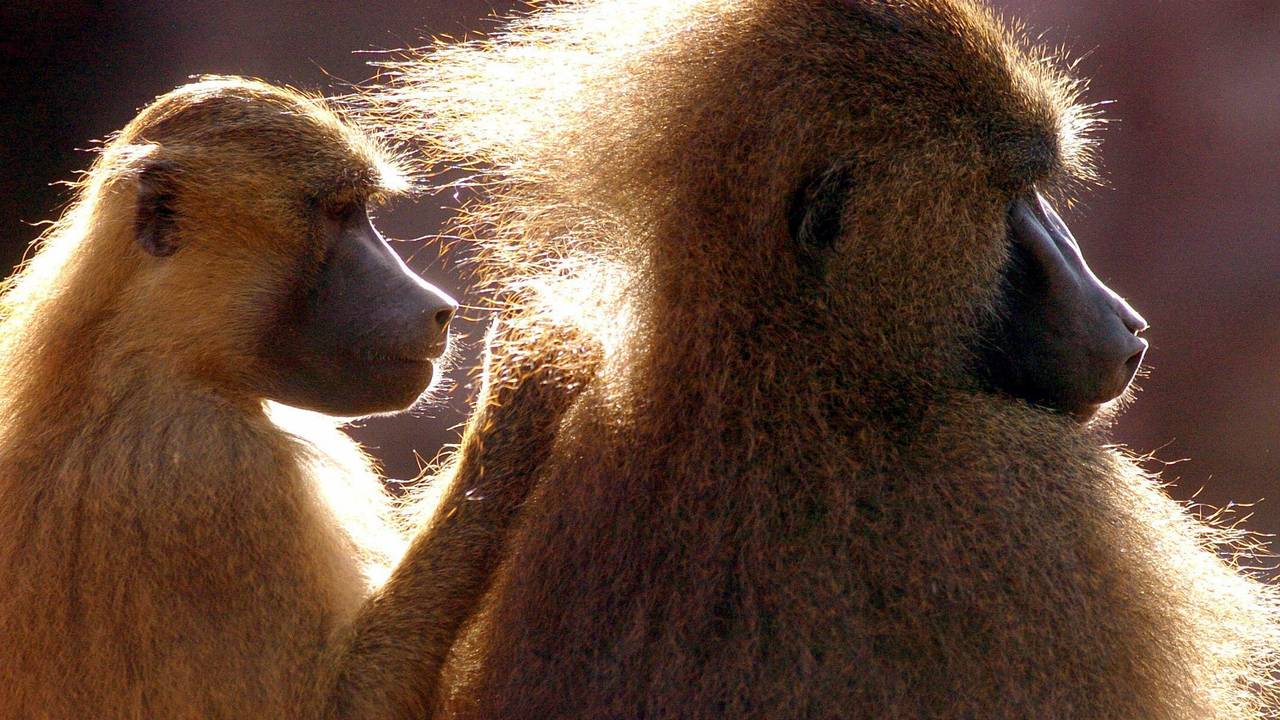 Zwei Paviane - Männchen (r) und Weibchen lausen sich.