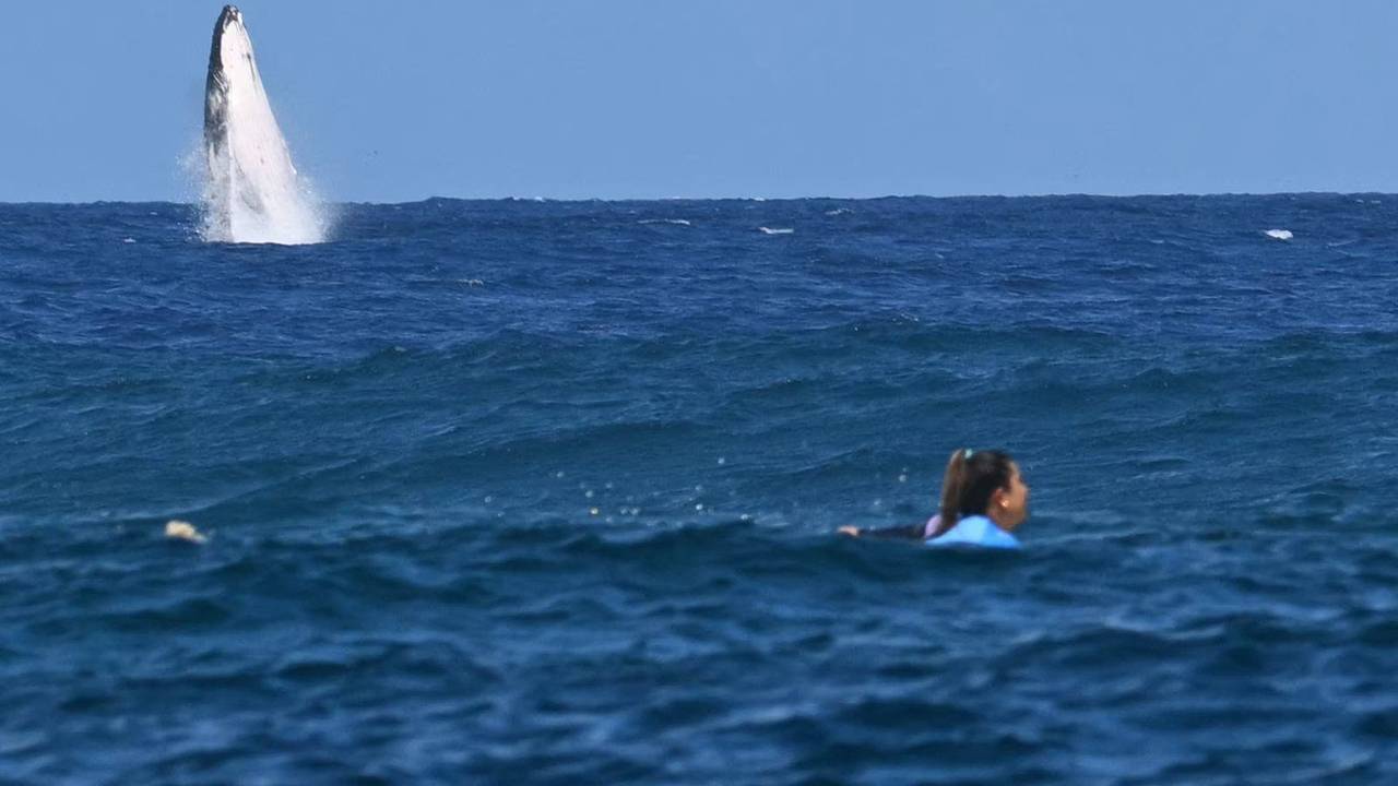 Der riesige Wal springt direkt hinter der Surferin Brisa Hennessy aus dem Wasser.