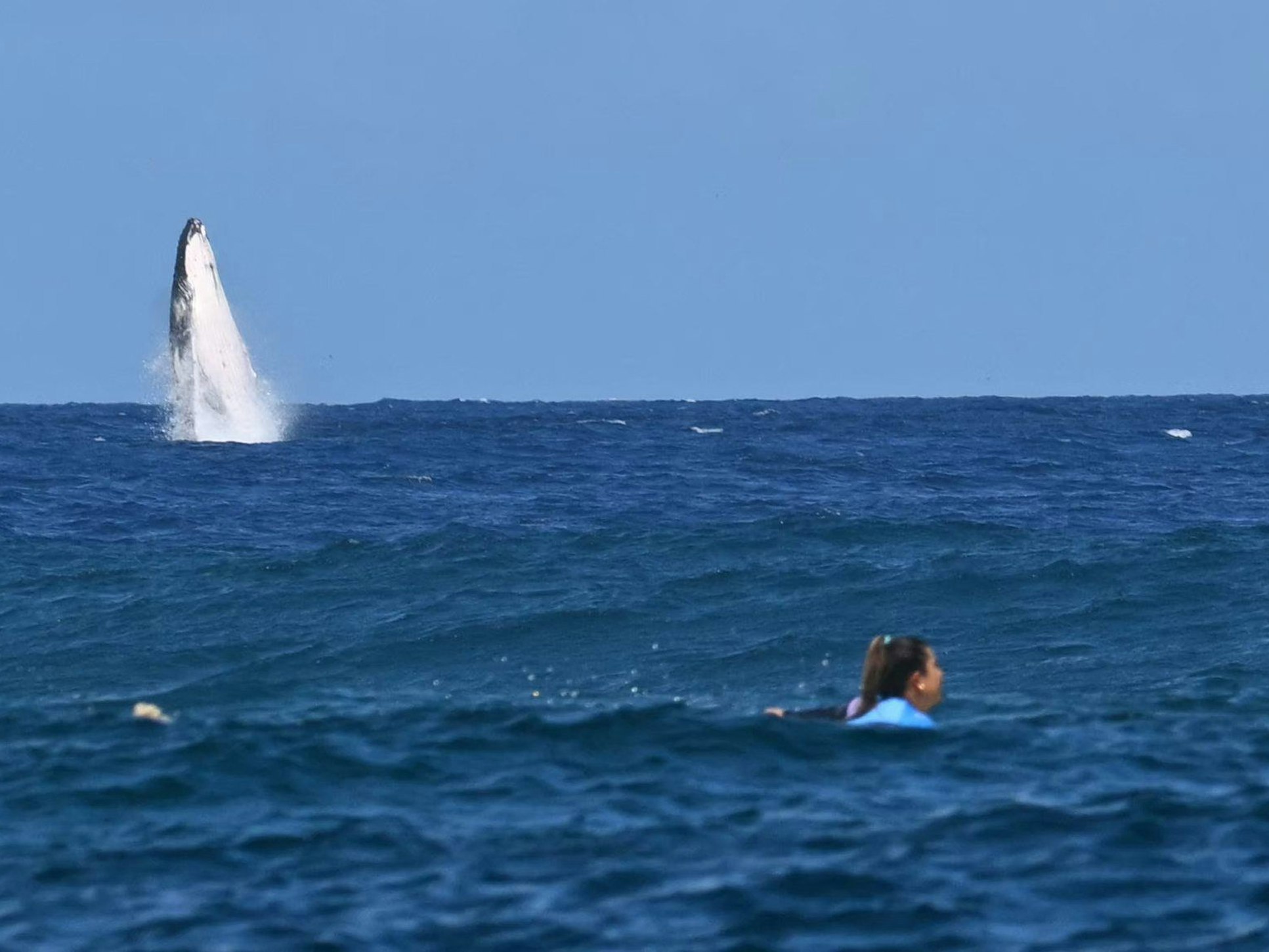 Der riesige Wal springt direkt hinter der Surferin Brisa Hennessy aus dem Wasser.
