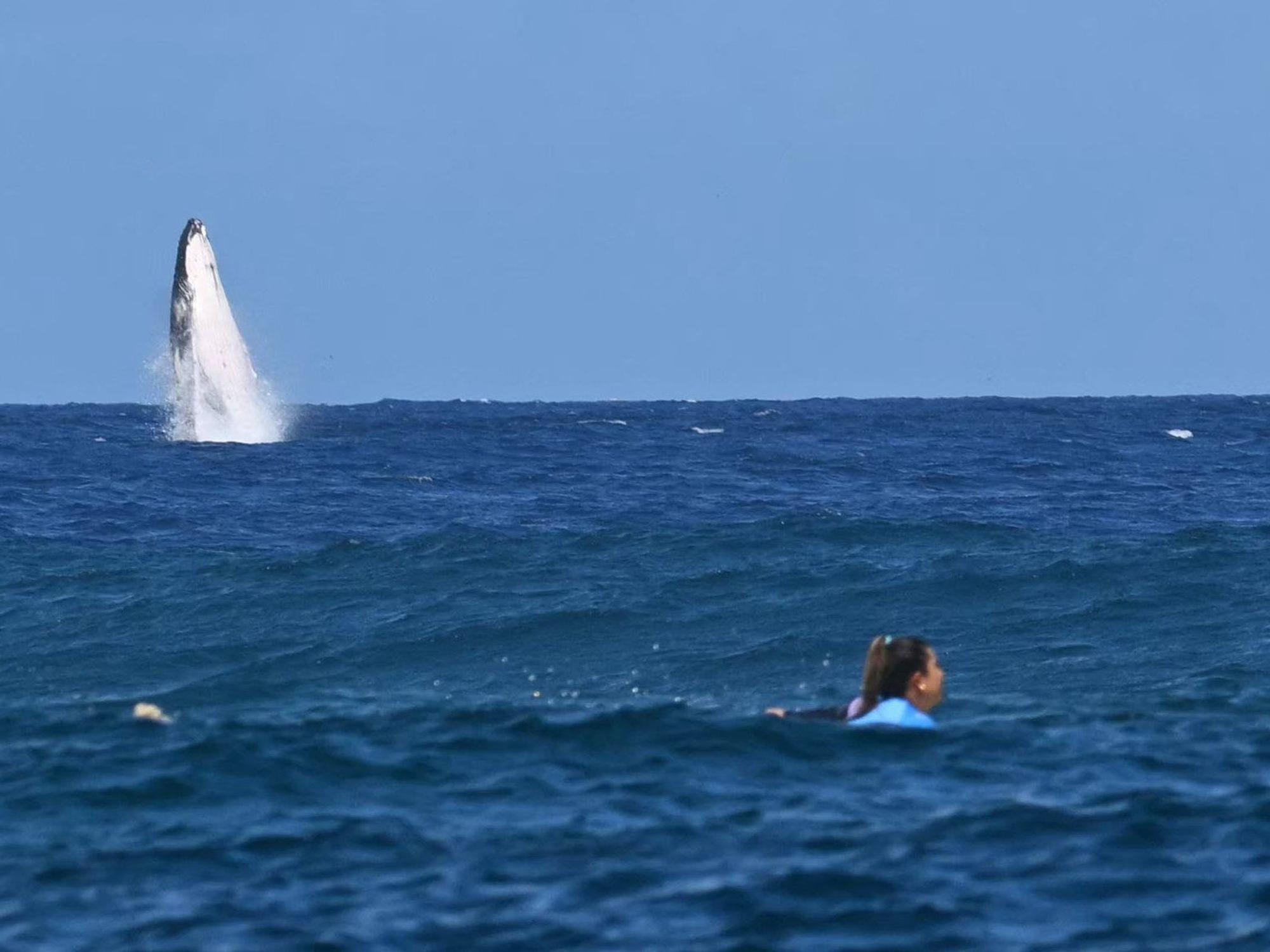 Der riesige Wal springt direkt hinter der Surferin Brisa Hennessy aus dem Wasser.