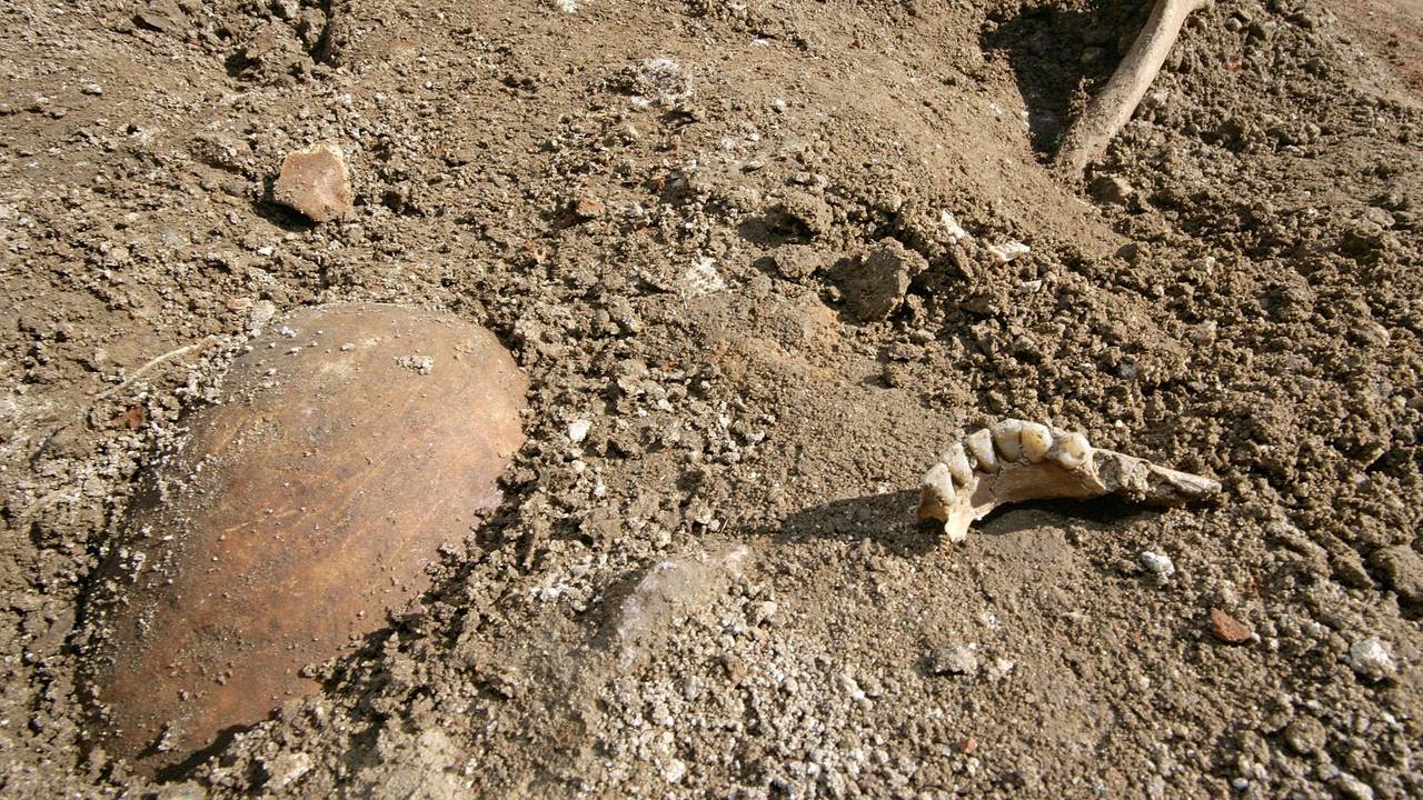 Teile eines Skeletts, ein Schädel (l), ein Stück Kieferknochen (M) und ein Armknochen (r), ragen am Donnerstag (23.03.2006) in der Weinheimer Altstadt (Rhein-Neckar-Kreis) aus dem Boden.