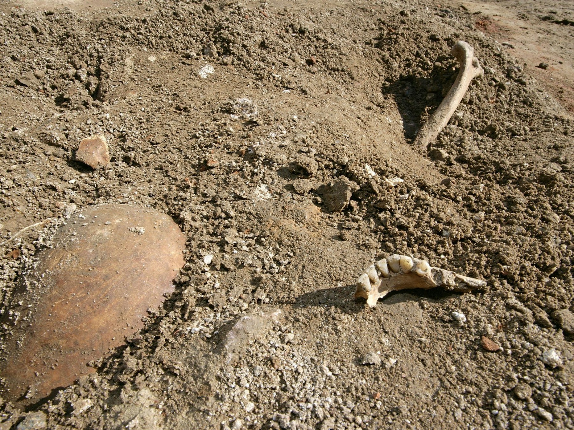 Teile eines Skeletts, ein Schädel (l), ein Stück Kieferknochen (M) und ein Armknochen (r), ragen am Donnerstag (23.03.2006) in der Weinheimer Altstadt (Rhein-Neckar-Kreis) aus dem Boden.
