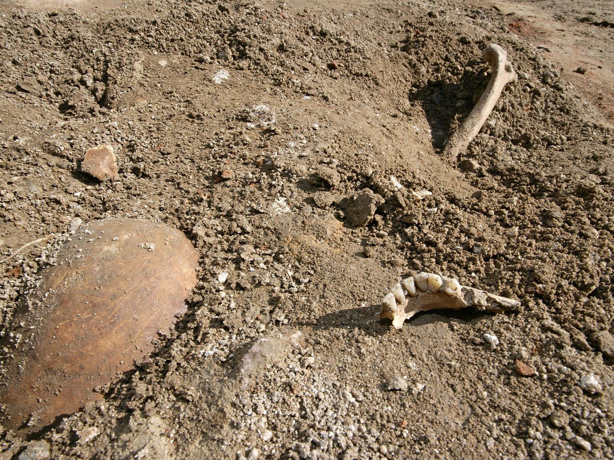 Teile eines Skeletts, ein Schädel (l), ein Stück Kieferknochen (M) und ein Armknochen (r), ragen am Donnerstag (23.03.2006) in der Weinheimer Altstadt (Rhein-Neckar-Kreis) aus dem Boden.