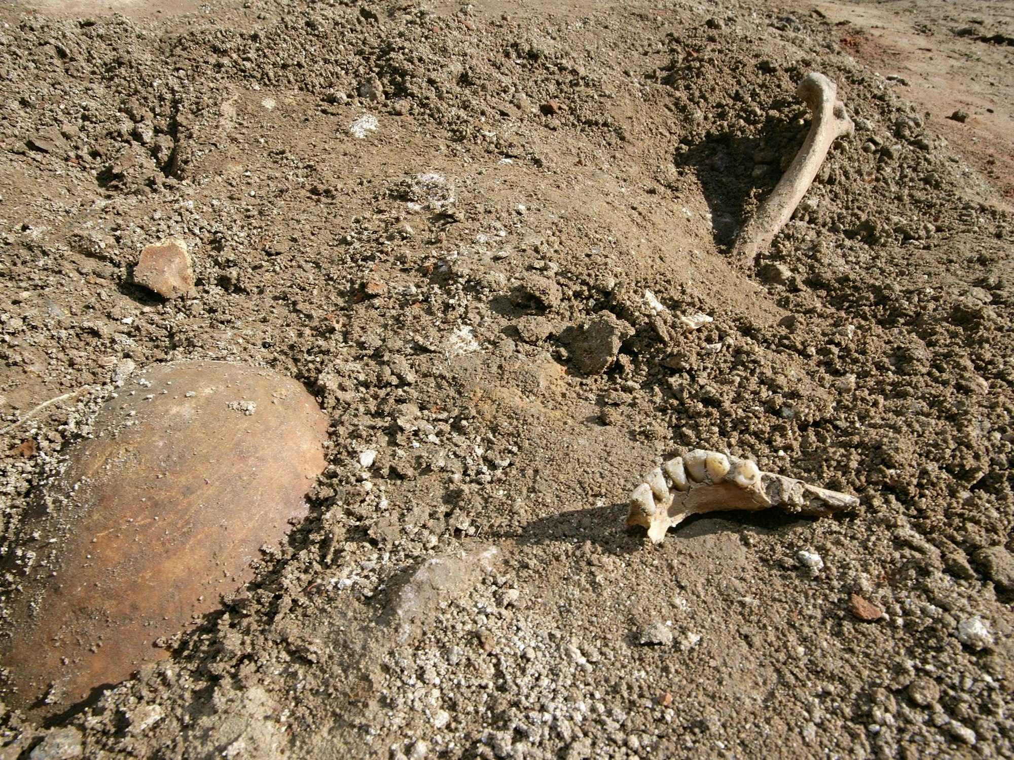 Teile eines Skeletts, ein Schädel (l), ein Stück Kieferknochen (M) und ein Armknochen (r), ragen am Donnerstag (23.03.2006) in der Weinheimer Altstadt (Rhein-Neckar-Kreis) aus dem Boden.