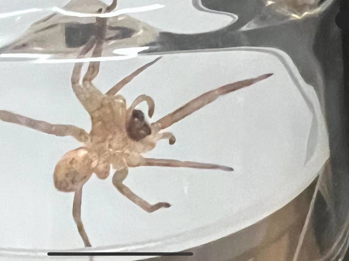 Das Foto zeigt eine Nosferatu-Spinne