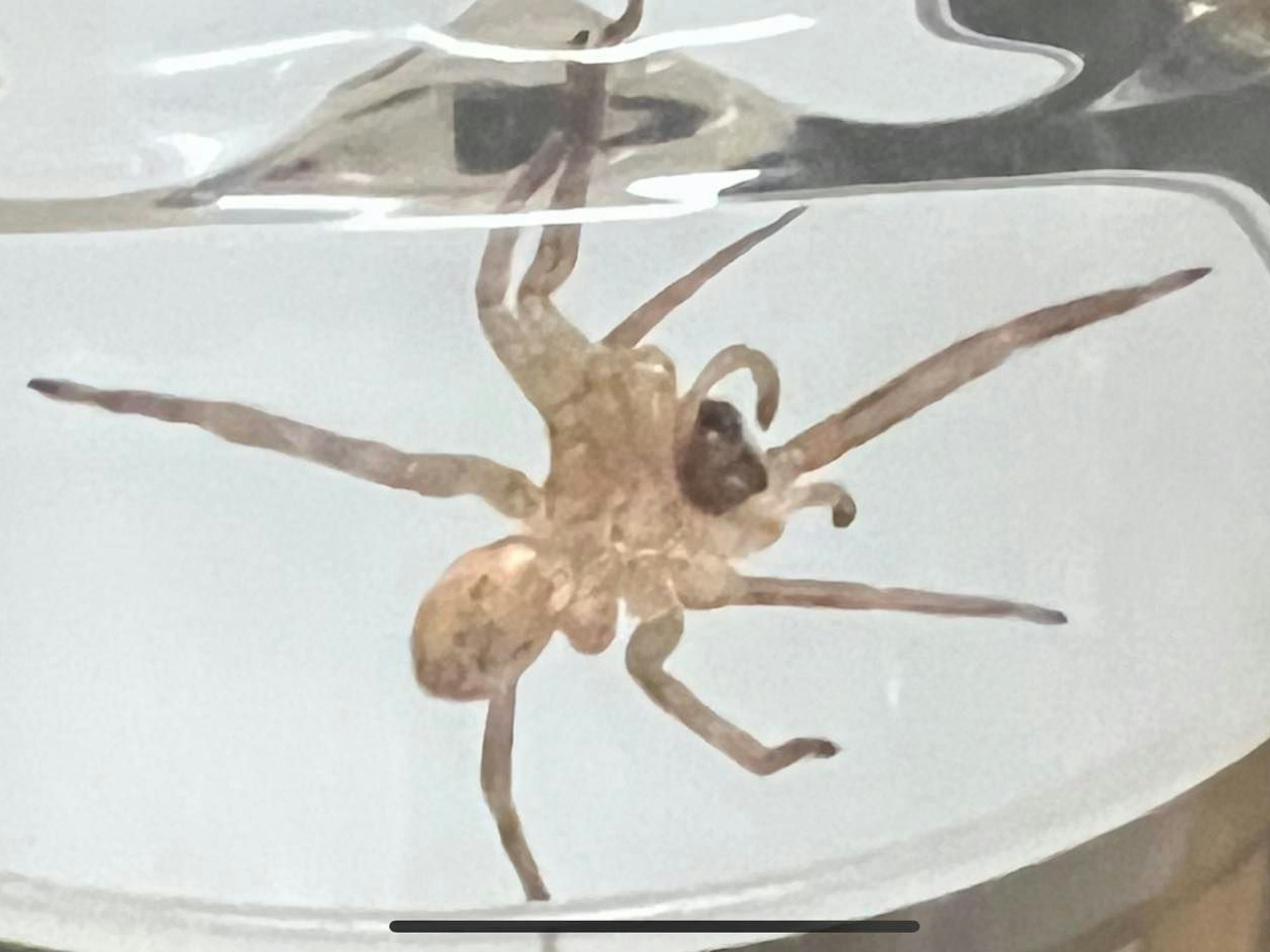 Eine Nosferatu-Spinne in einem Glas