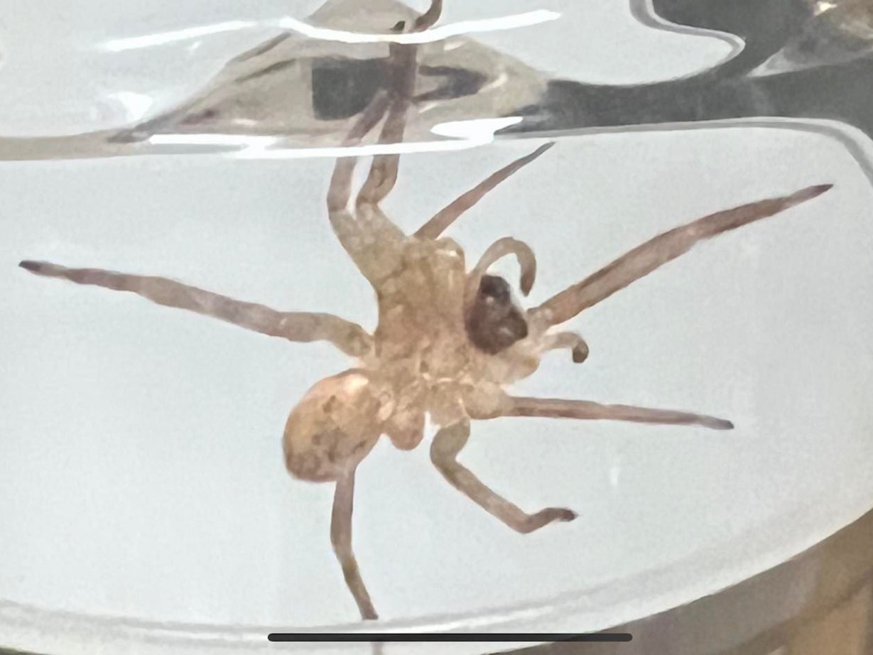 Eine Nosferatu-Spinne in einem Glas