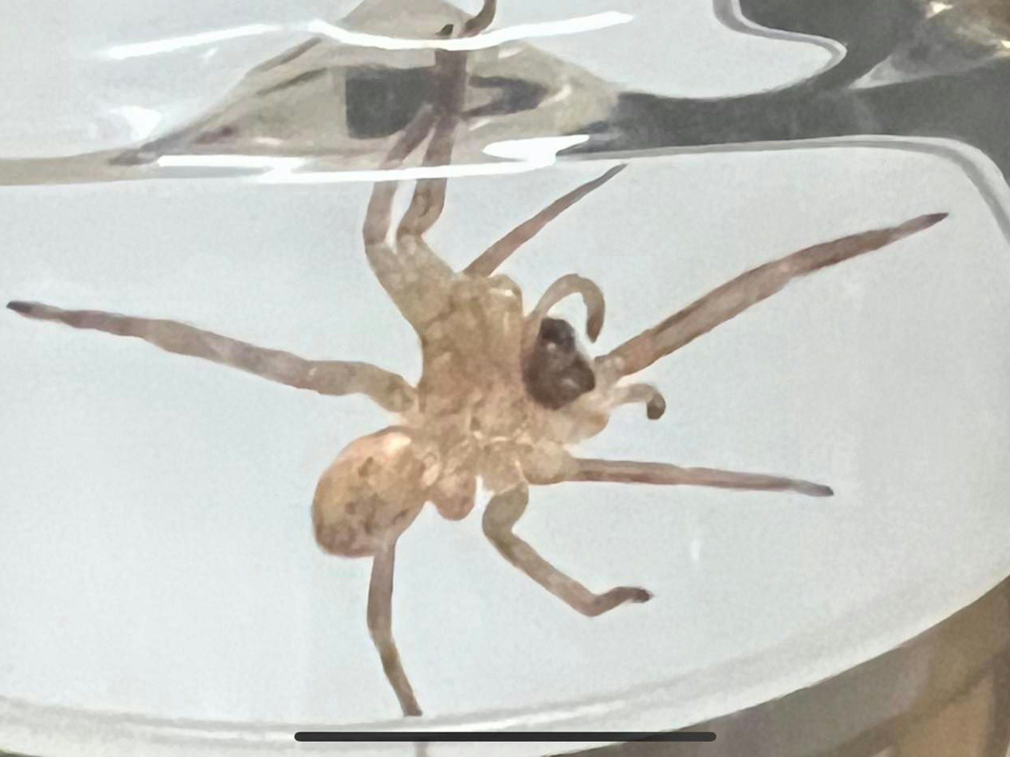 Das Foto zeigt eine Nosferatu-Spinne