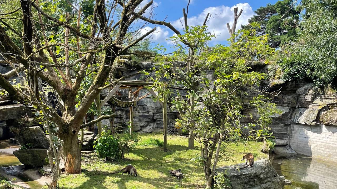 Weißrüssel-Nasenbären bei ihrer offiziellen Vorstellung im Kölner Zoo.