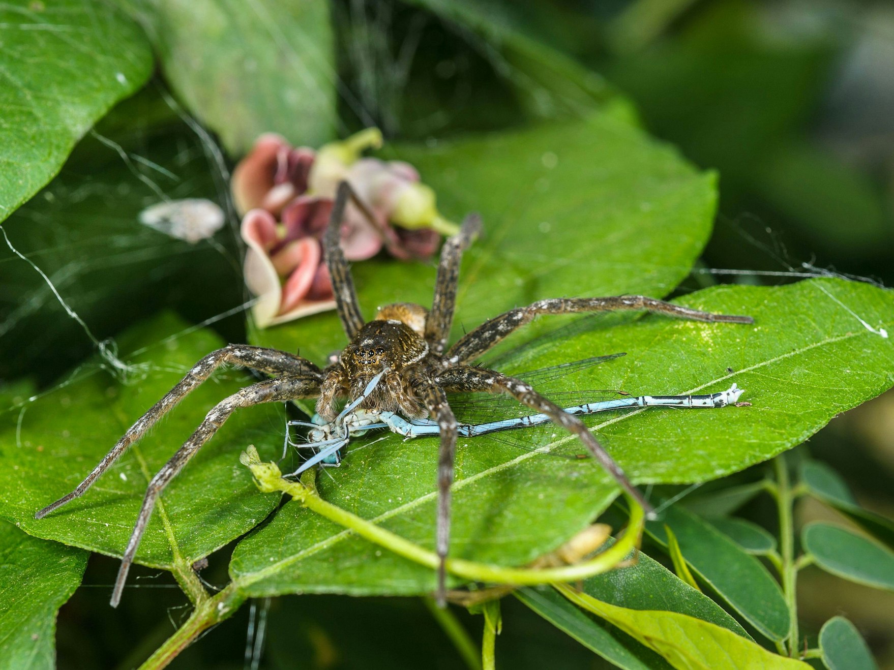 Eine gerandete Wasserspinne sitzt auf einem Blatt