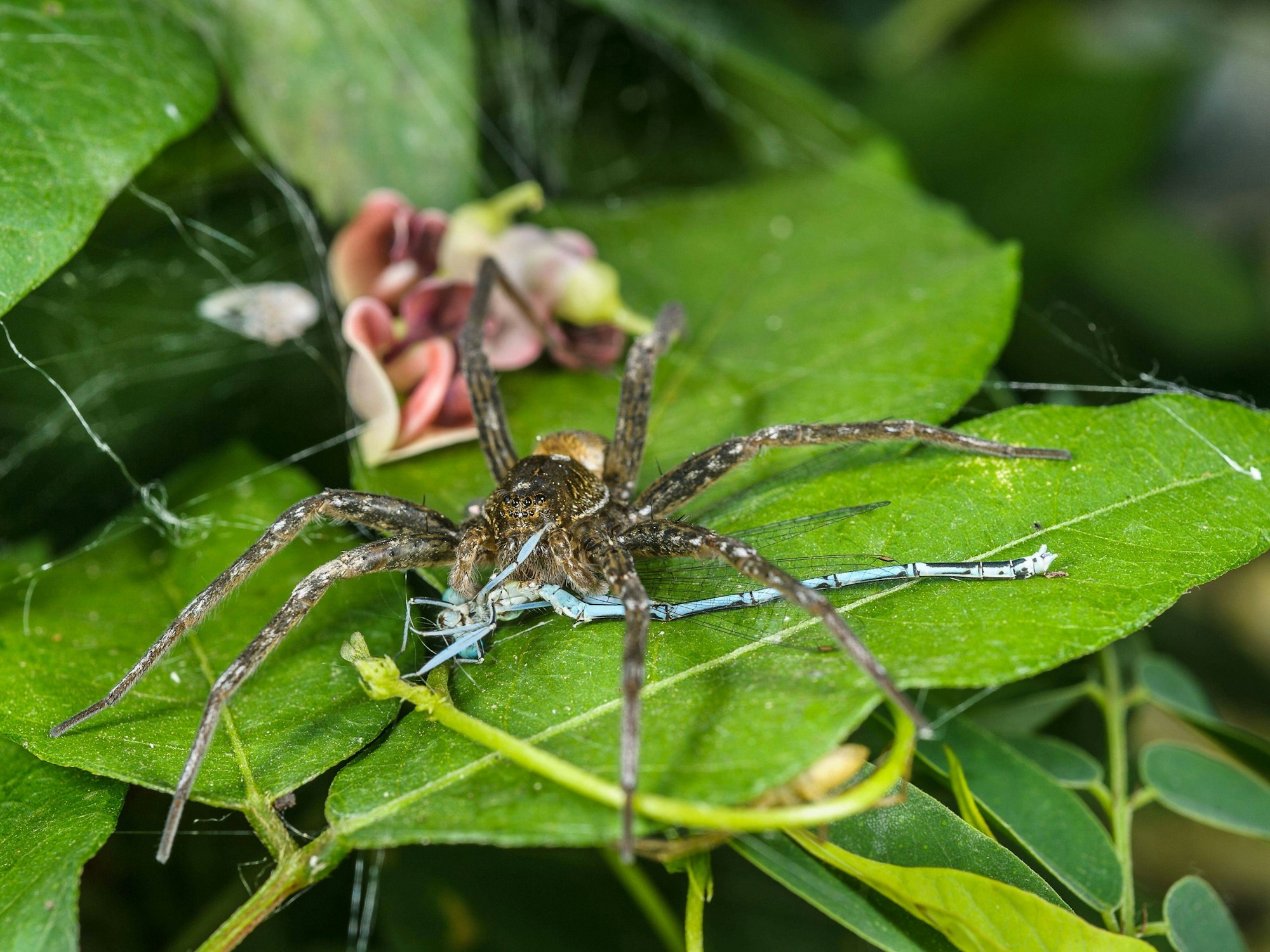 Eine gerandete Wasserspinne sitzt auf einem Blatt