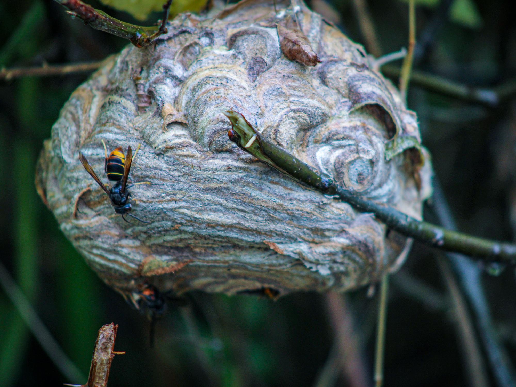 Ein Nest von Asiatischen Hornissen in Köln