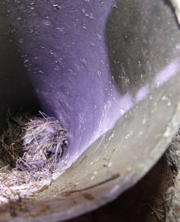 Ein Vogelnest wurde in einem Abgasrohr in einer Ferienwohnung auf Mallorca entdeckt.