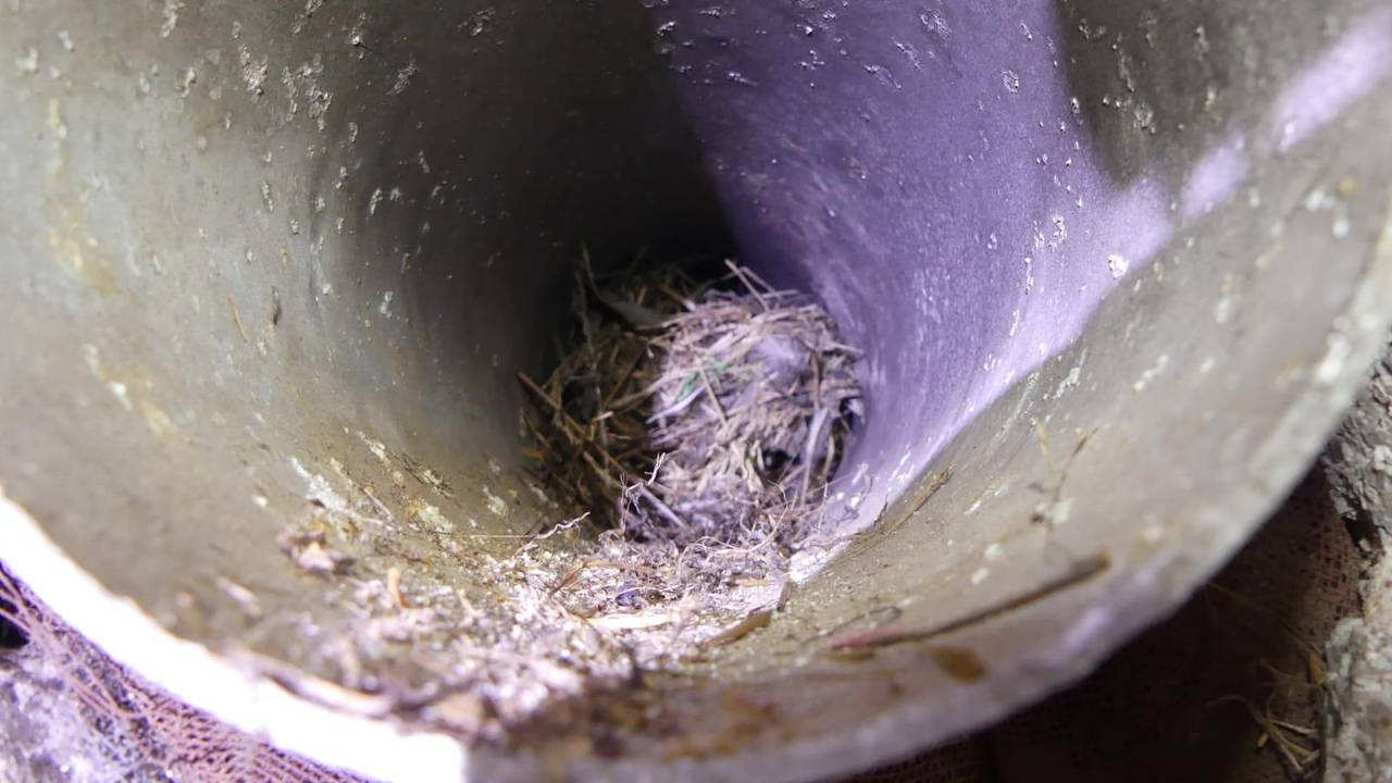 Ein Vogelnest wurde in einem Abgasrohr in einer Ferienwohnung auf Mallorca entdeckt.