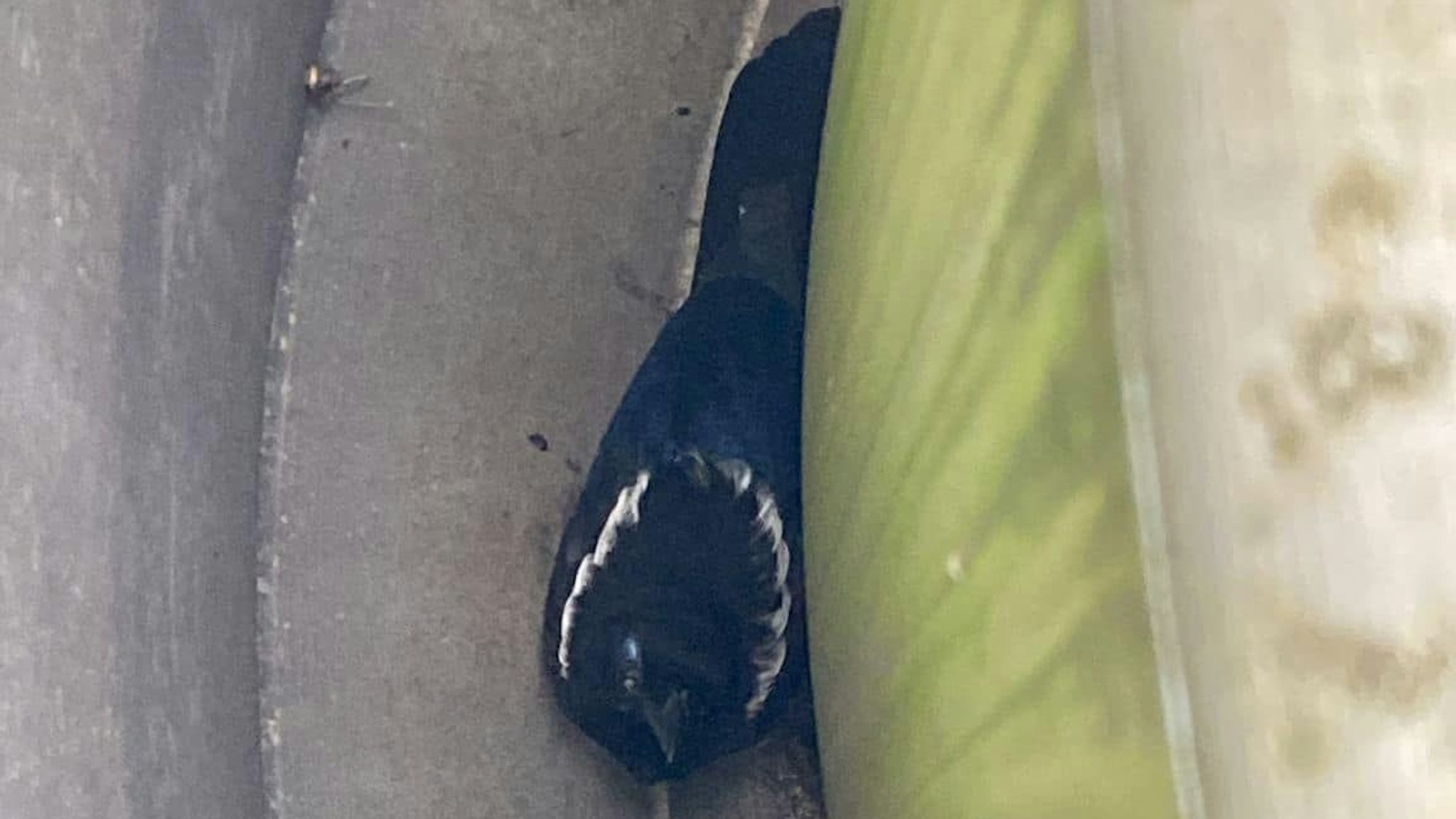 Eine Elster sitzt in einem Spalt fest.