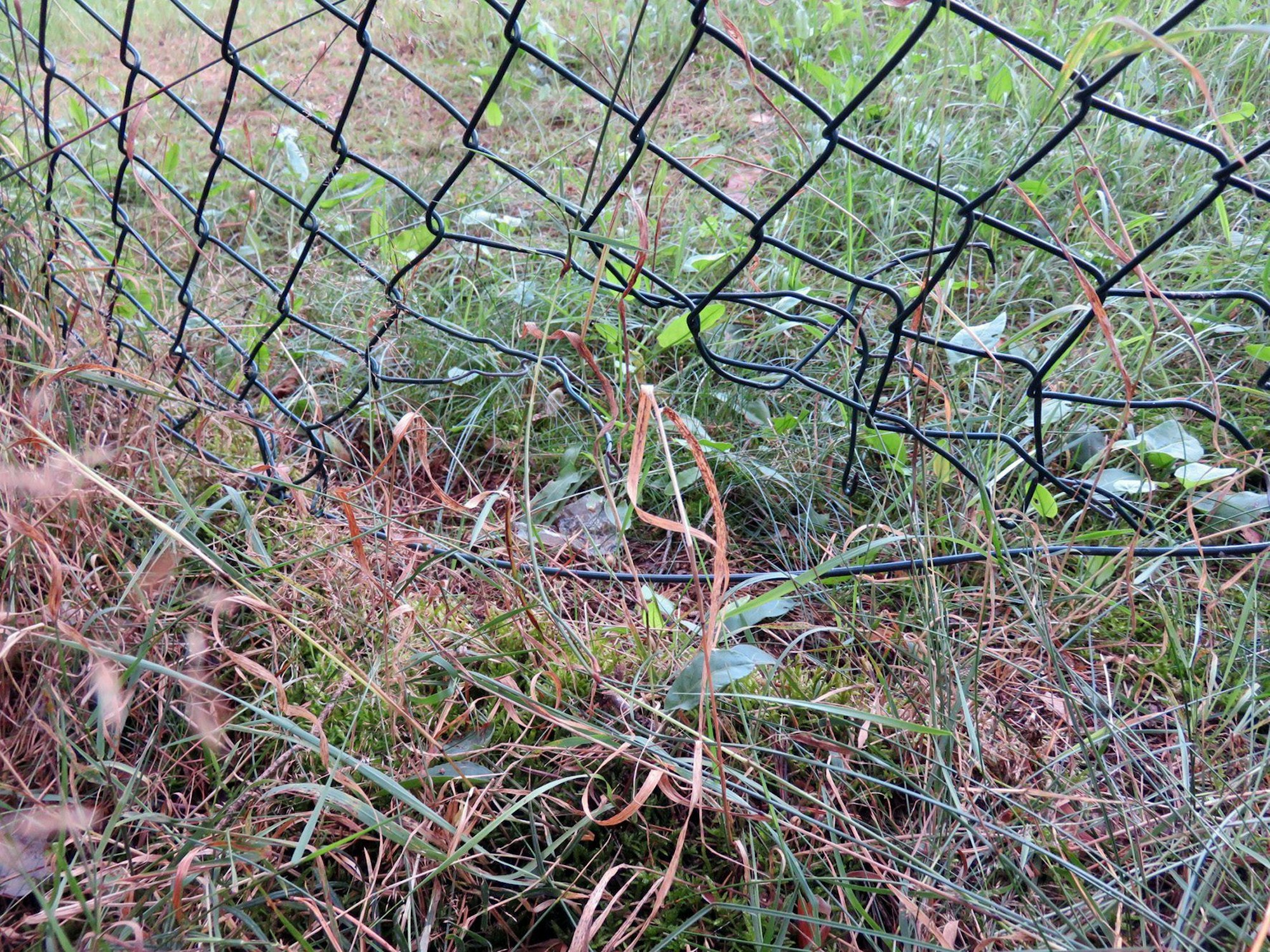 Ein Maschendrahtzaun eines städtischen Geländes, auf dem sich ein Wasserhochbehälter befindet, ist beschädigt.