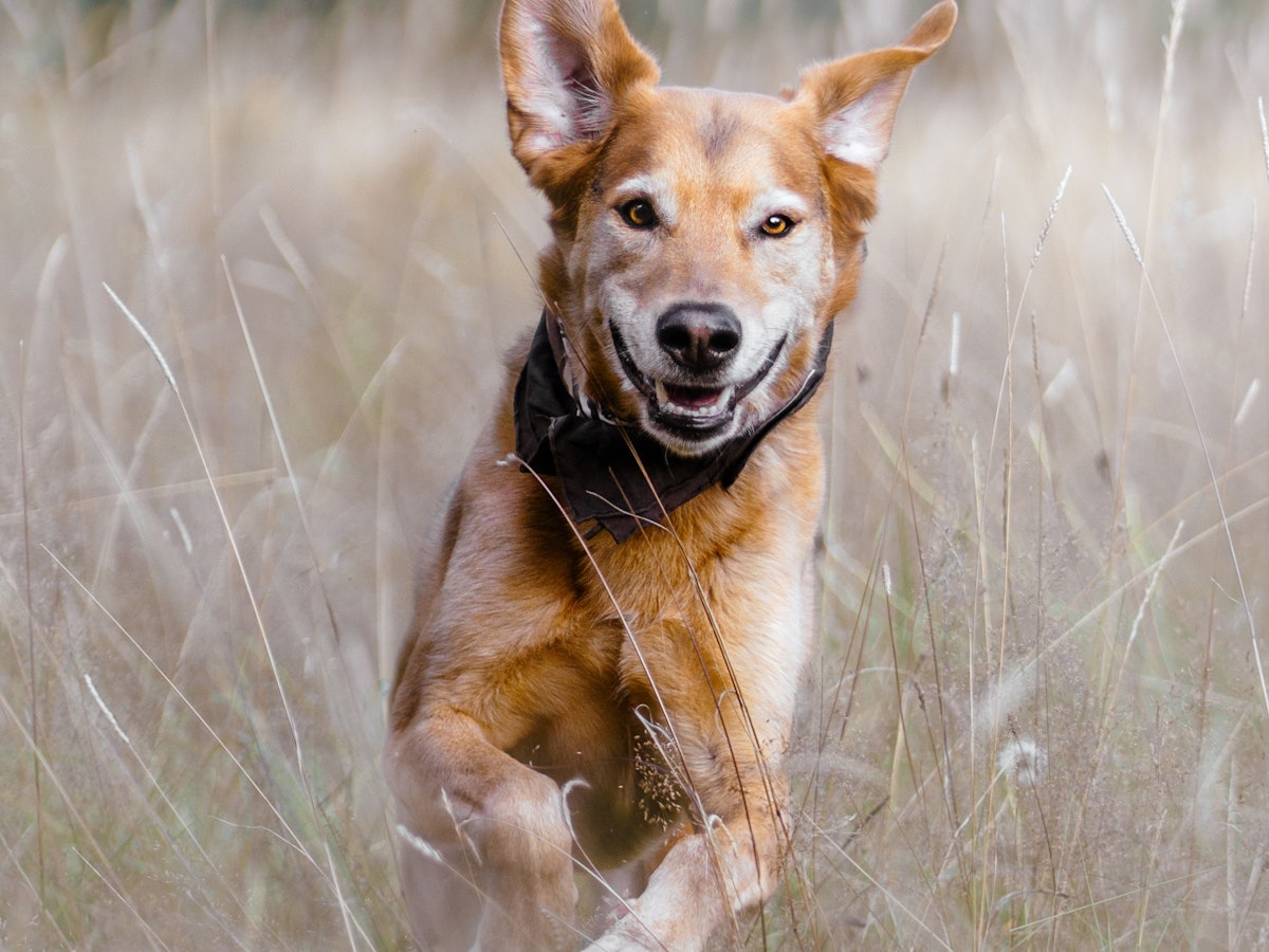 Mischlingshund läuft durch eine Wiese