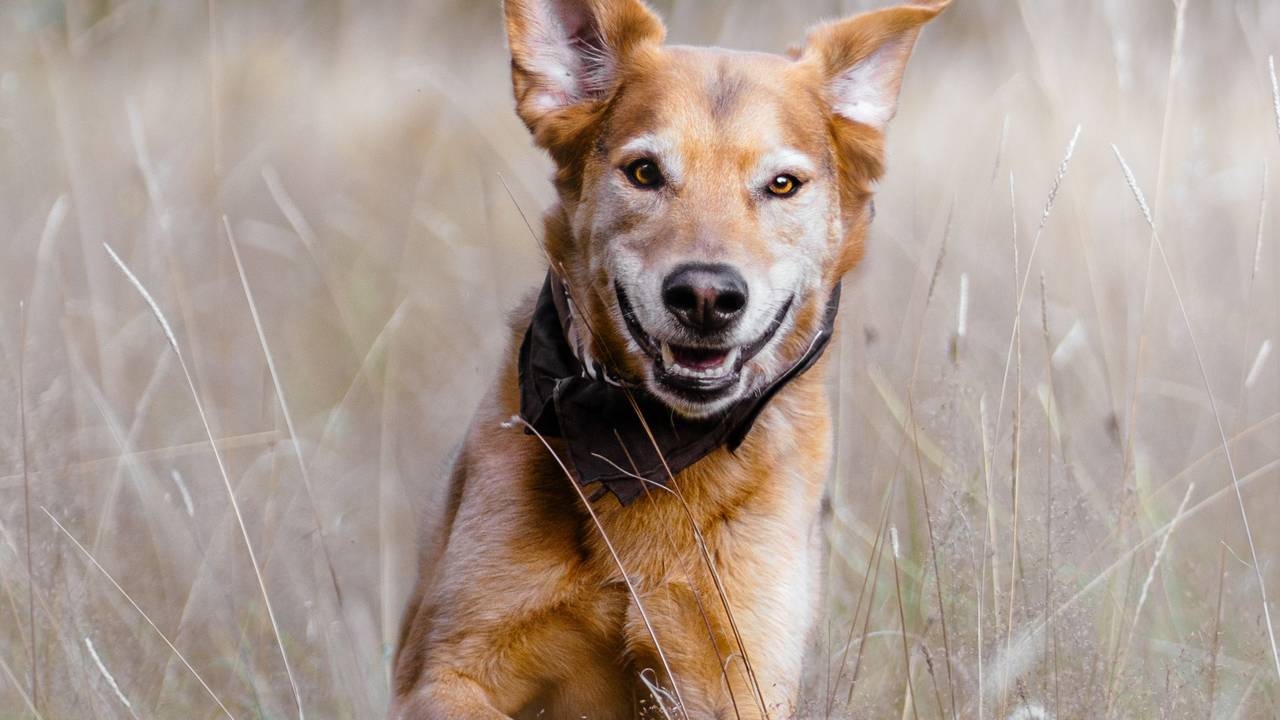 Mischlingshund läuft durch eine Wiese
