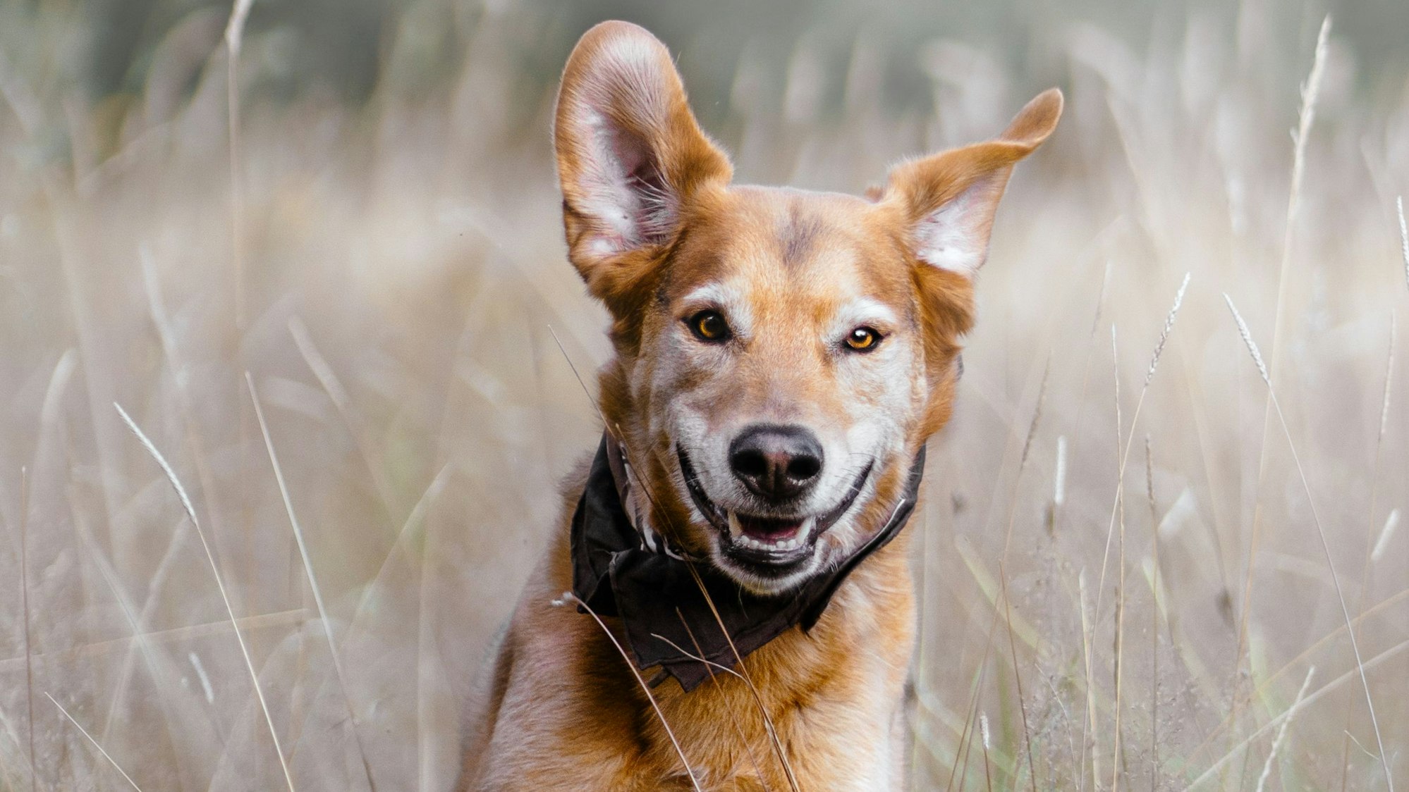 Mischlingshund läuft durch eine Wiese