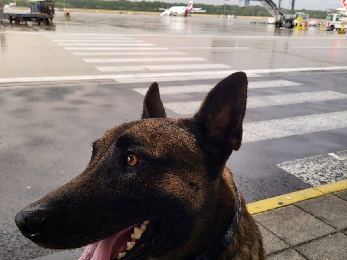 Hund Joep sitzt auf einem Gehweg am Flughafen.