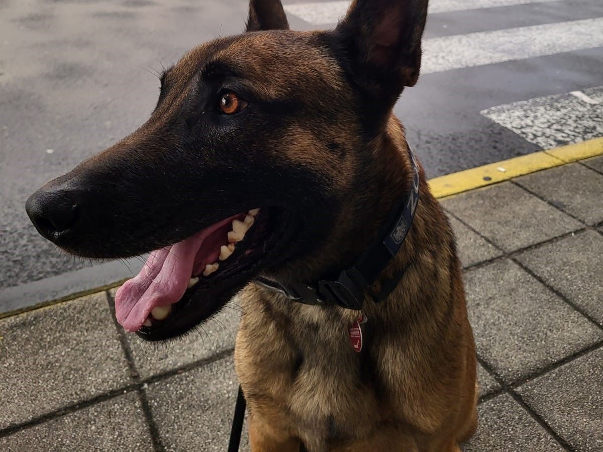 Hund Joep sitzt auf einem Gehweg am Flughafen.