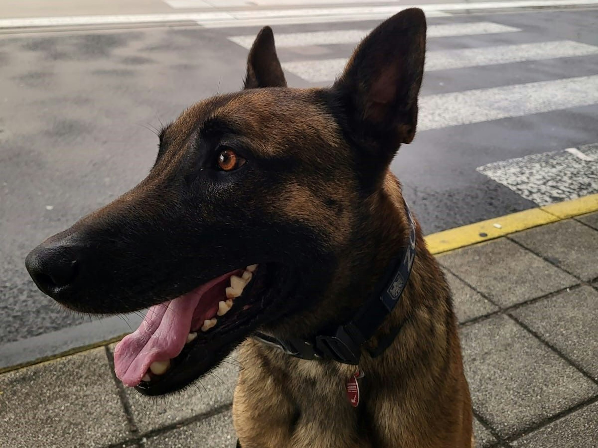 Hund Joep sitzt auf einem Gehweg am Flughafen.