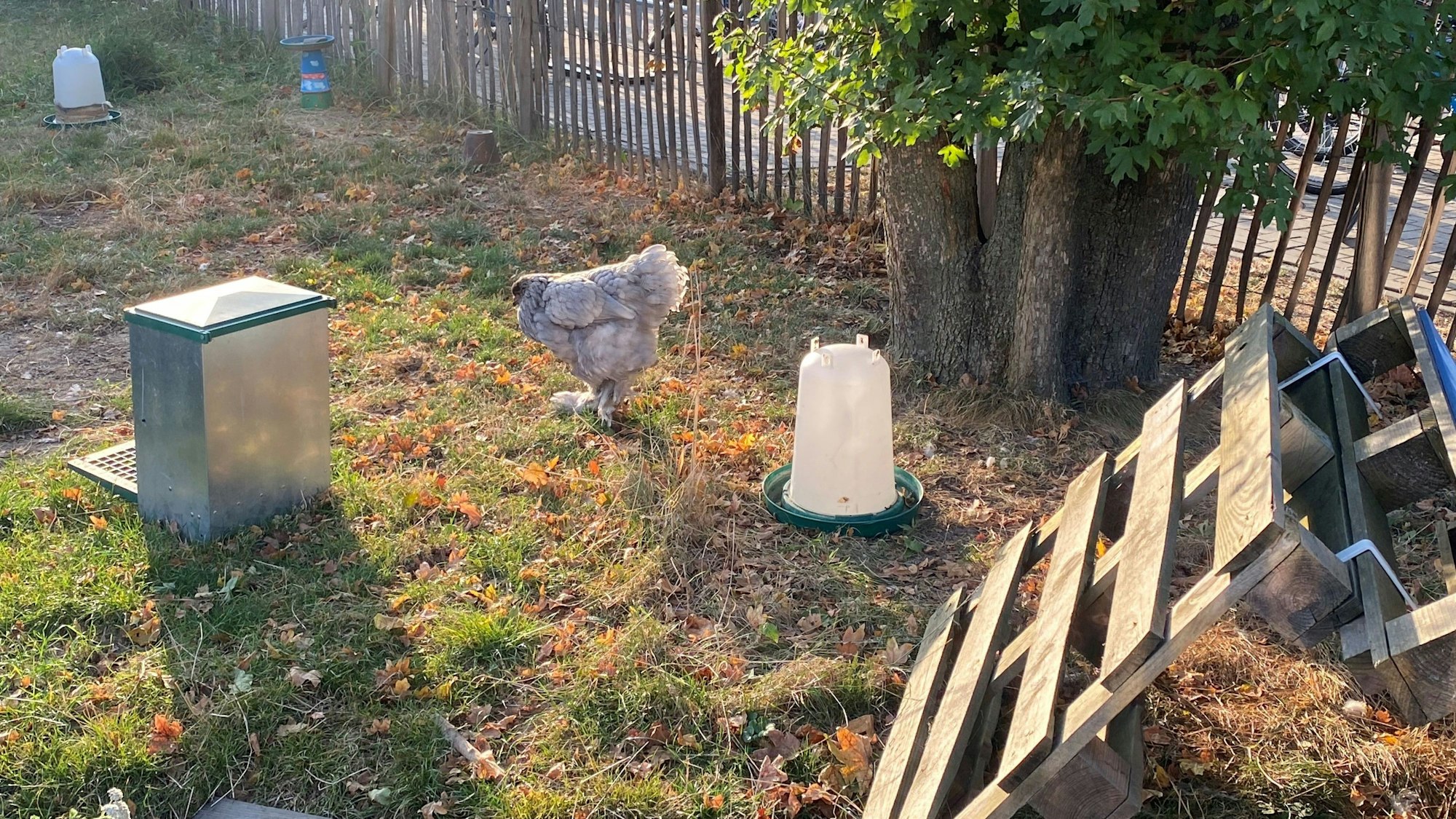 Ein Huhn in einem Gehege