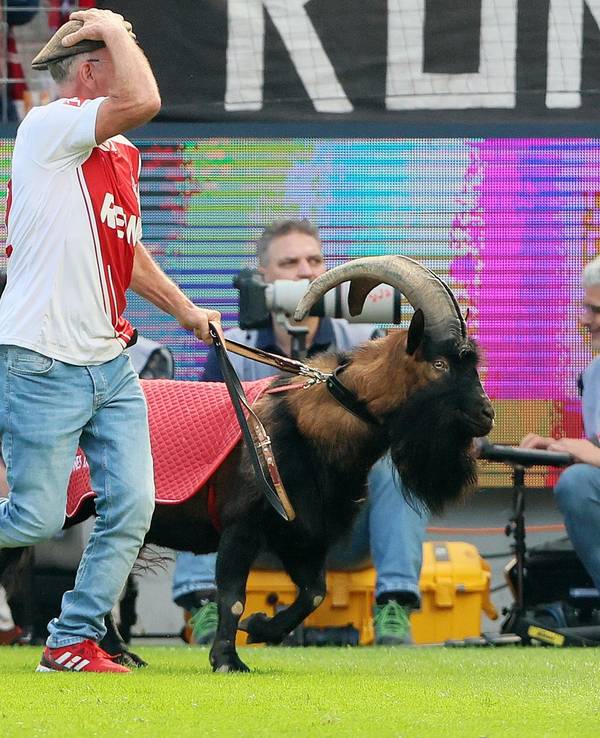 Ingo Reipka führt FC Maskottchen Hennes ins Stadion.