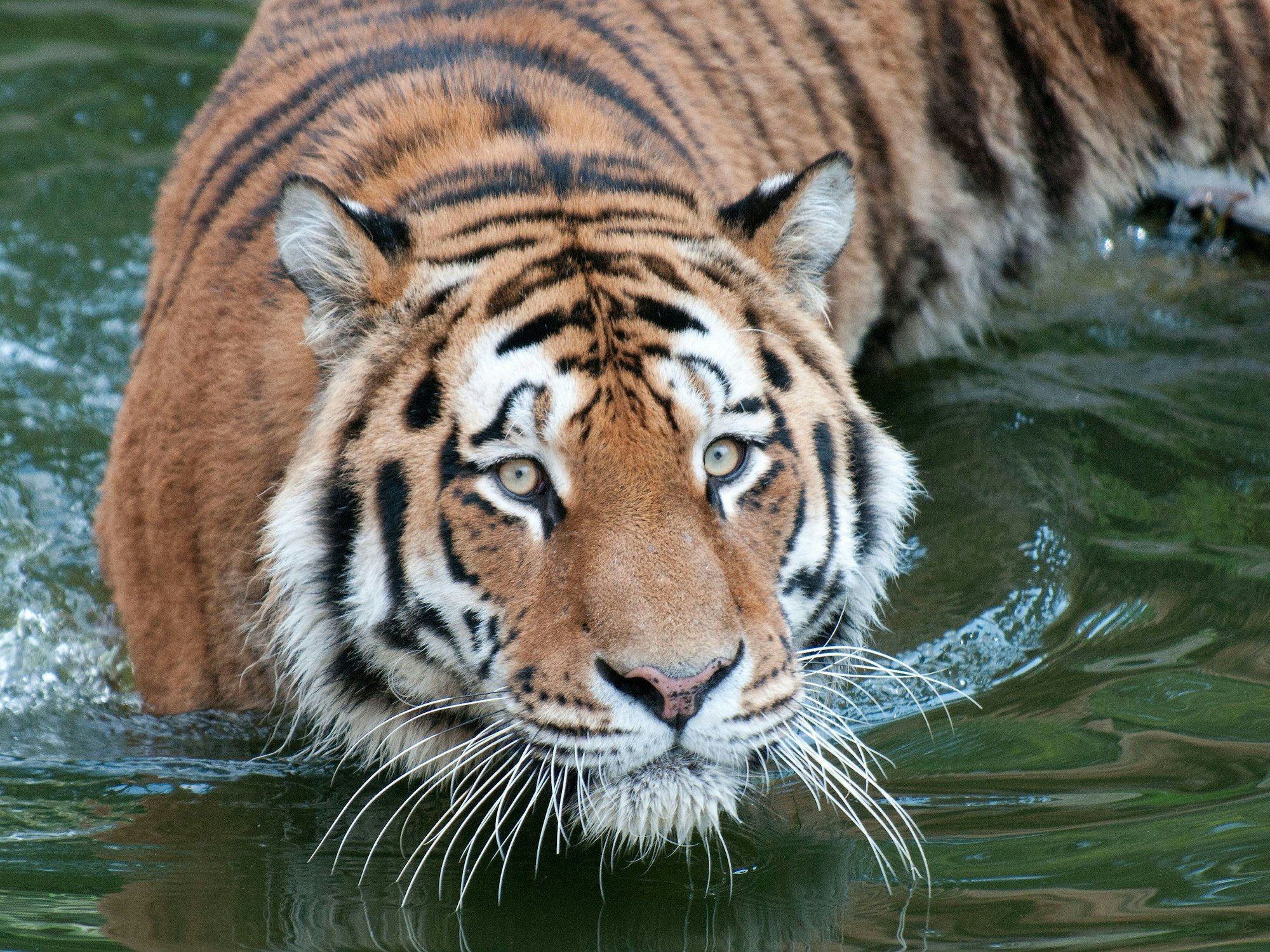 Der Tiger Altai geht im Zoo in Köln durch ein Gewässer.