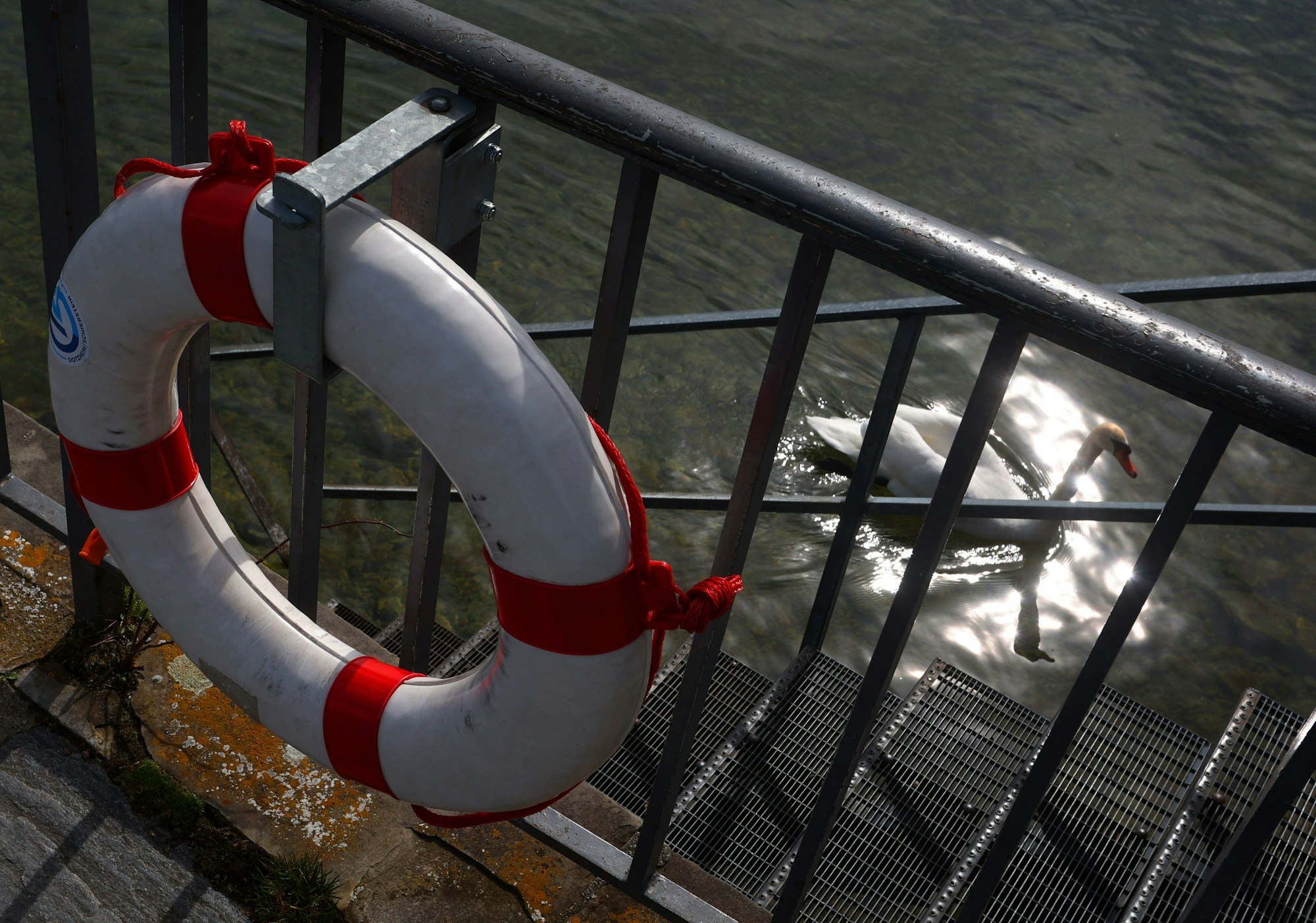 Ein Schwan schwimmt hinter einem Rettungsring auf dem im Sonnenschein glitzernden Bodensee.
