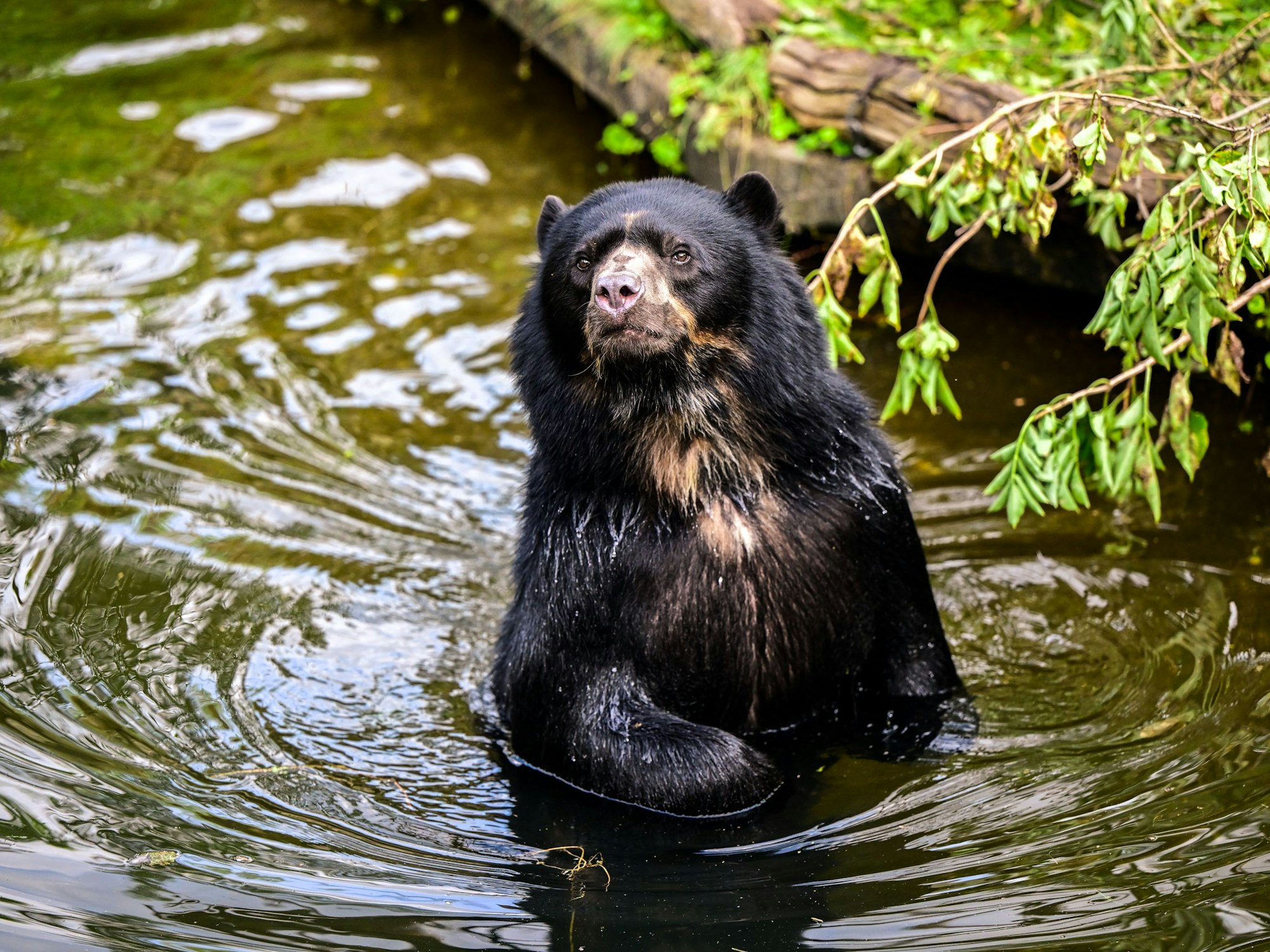 Brillenbär Hans im Kölner Zoo in seinem Wasserteich.