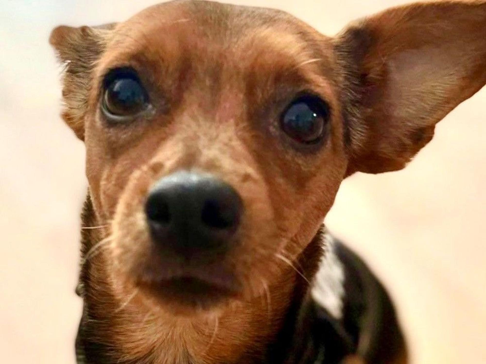 Bei einem Hund ist ein Ohr aufgestellt, das andere liegt nach hinten an.