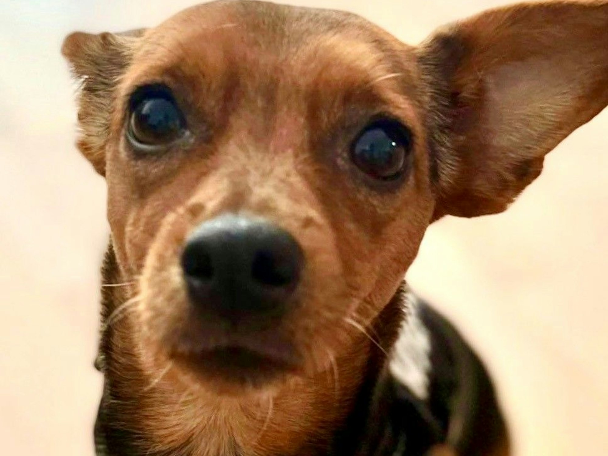 Bei einem Hund ist ein Ohr aufgestellt, das andere liegt nach hinten an.