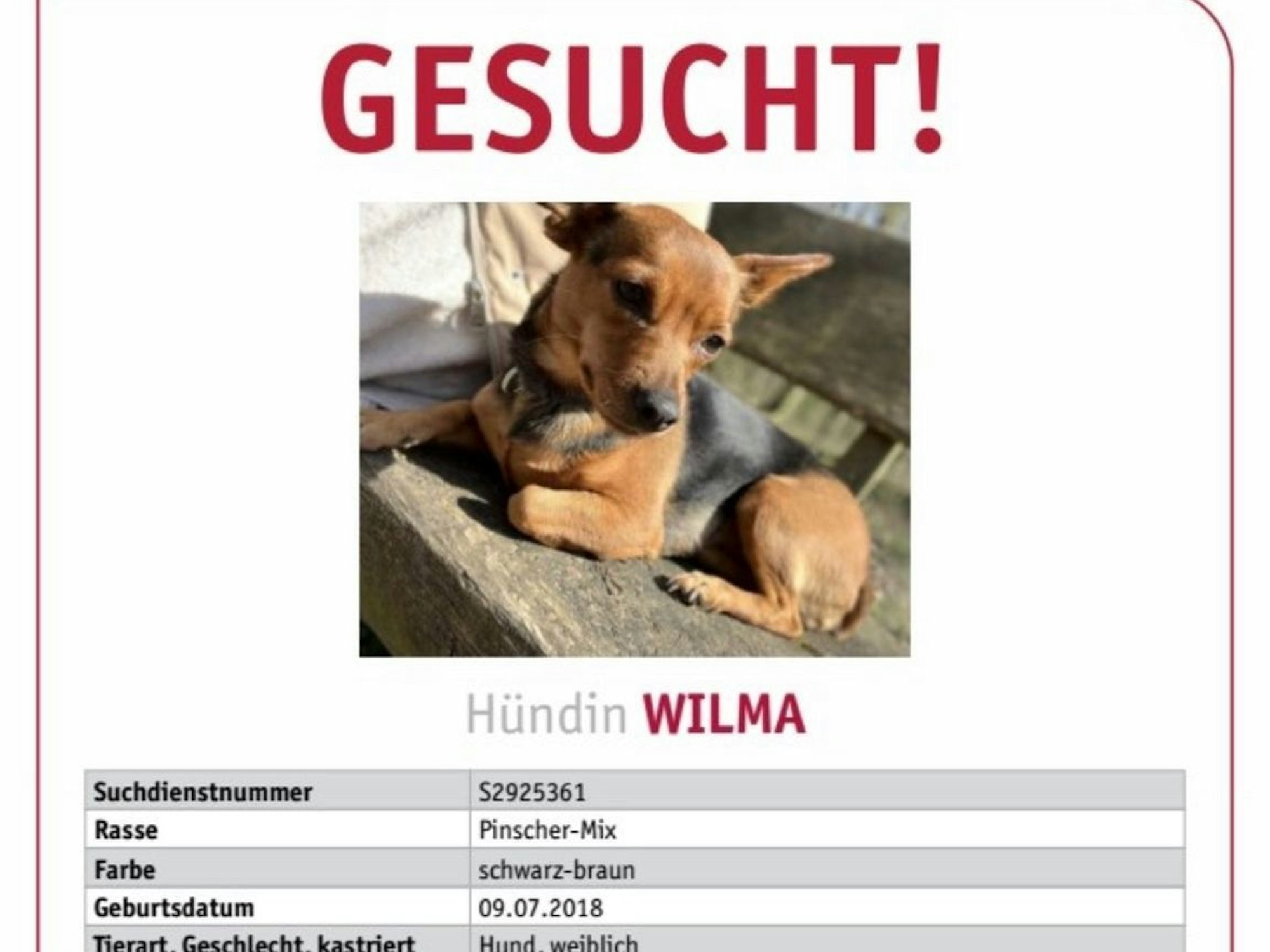 Auf einem Plakat mit der Überschrift „Gesucht!“ ist das Foto von Hündin Wilma.