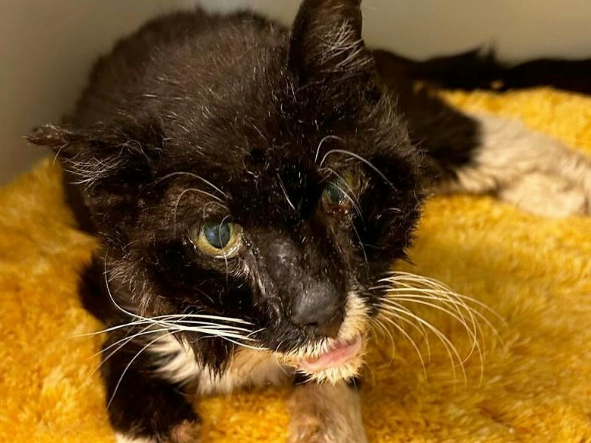 Kater „Ernst“ wurde Mitte August im Tierheim Köln-Dellbrück abgegeben.