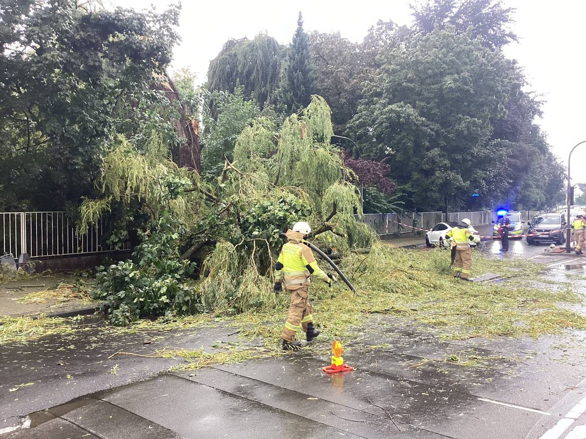 Der umgestürzte Baum in der Stadtmitte von Bergisch Gladbach.