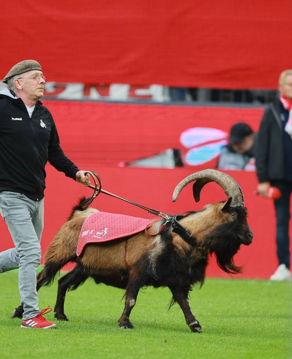Geißbock Hennes IX.