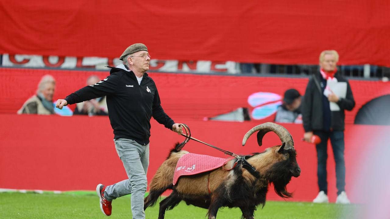 Geißbock Hennes IX.