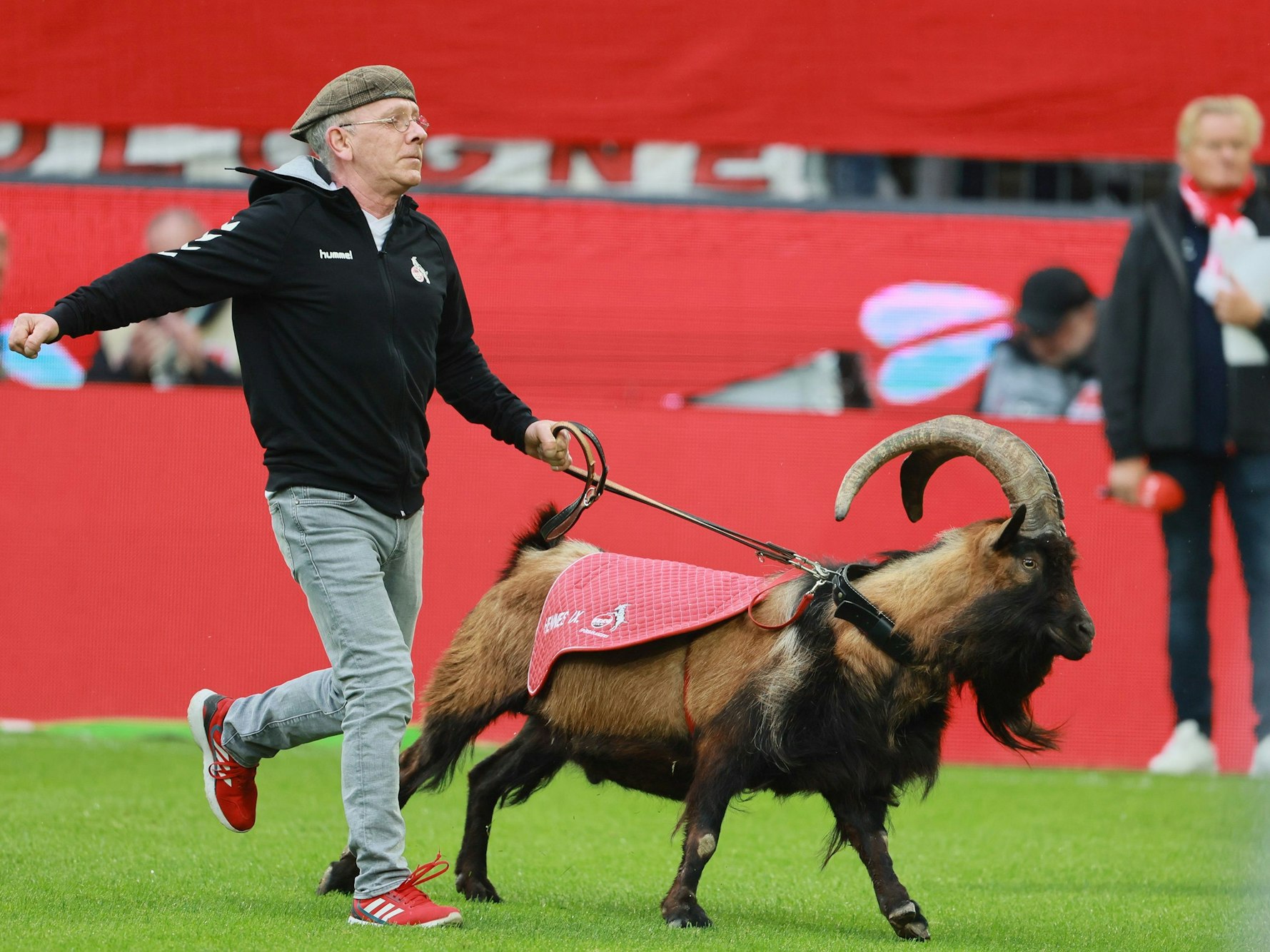 Geißbock Hennes IX.