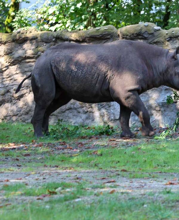 Spitzmaulnashorn „Malte“ im Kölner Zoo