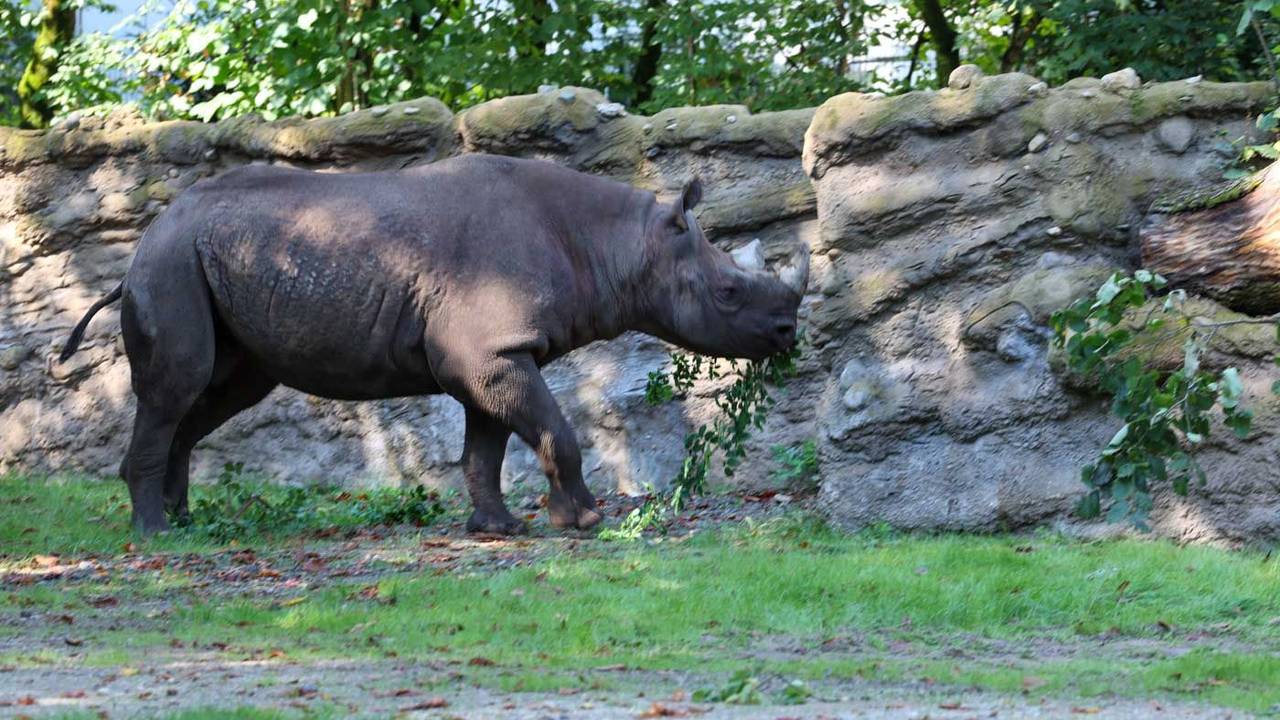Spitzmaulnashorn „Malte“ im Kölner Zoo