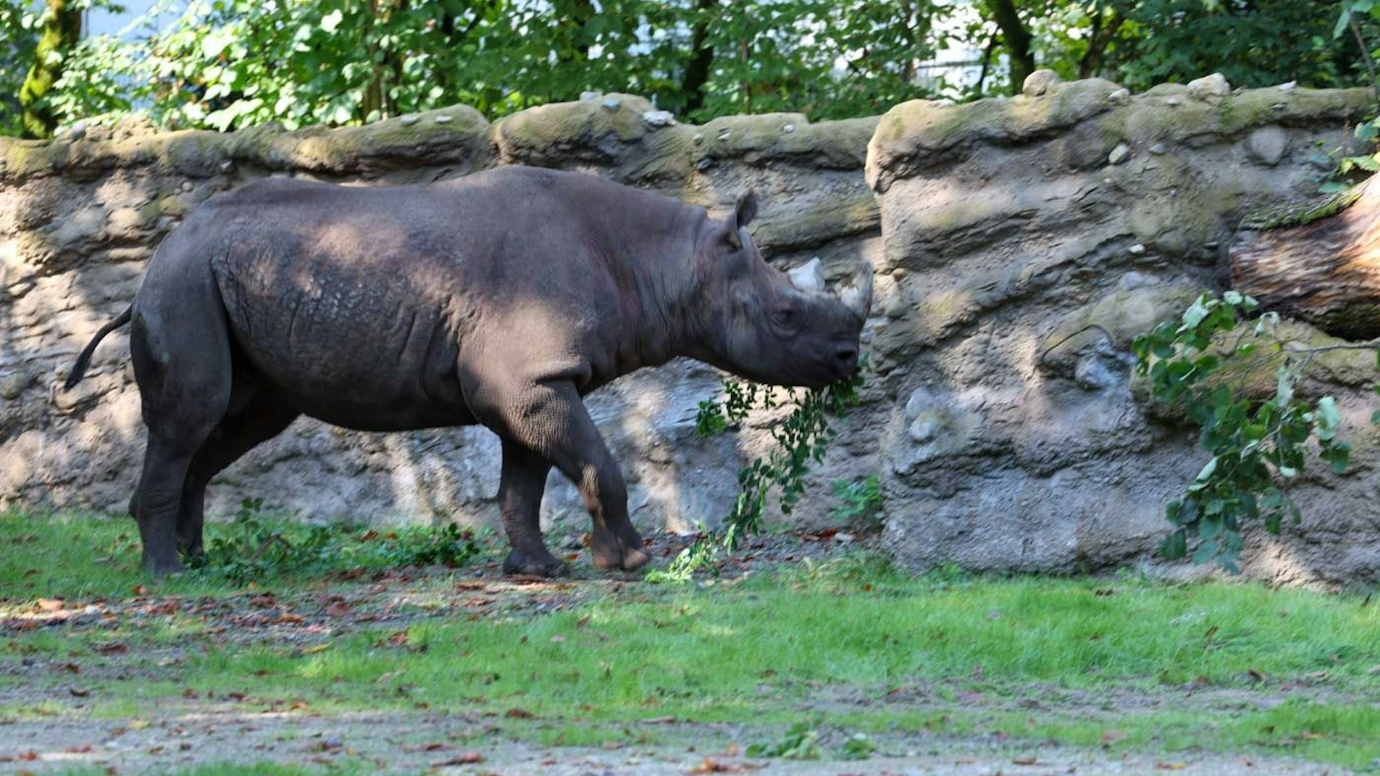 Spitzmaulnashorn „Malte“ im Kölner Zoo