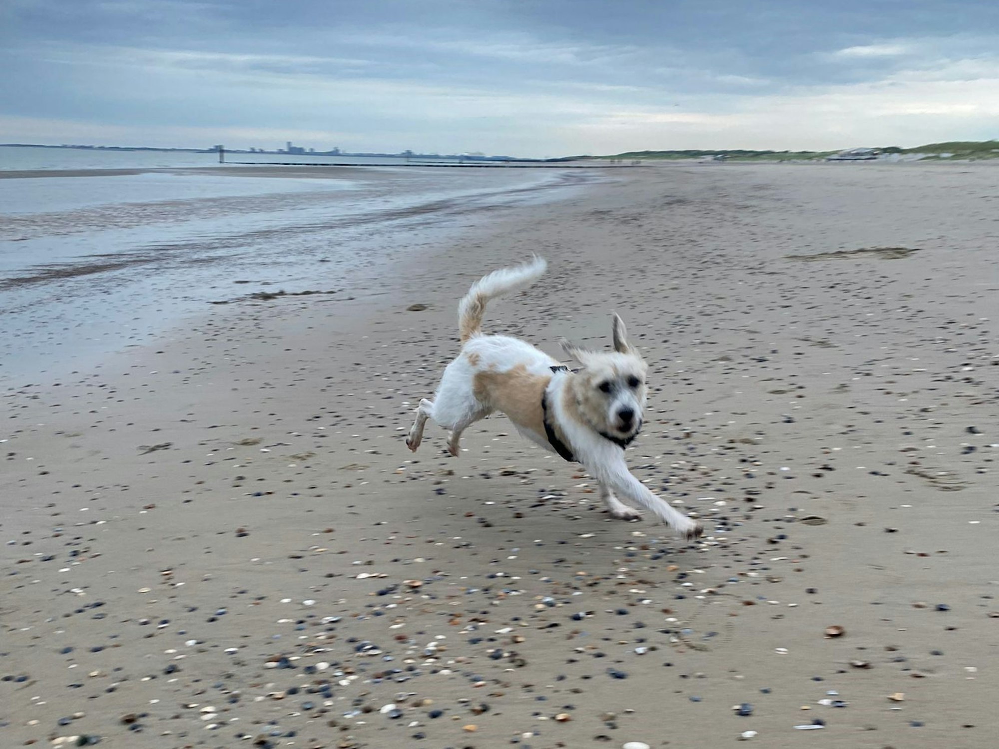 Ein Hund tobt am Strand.